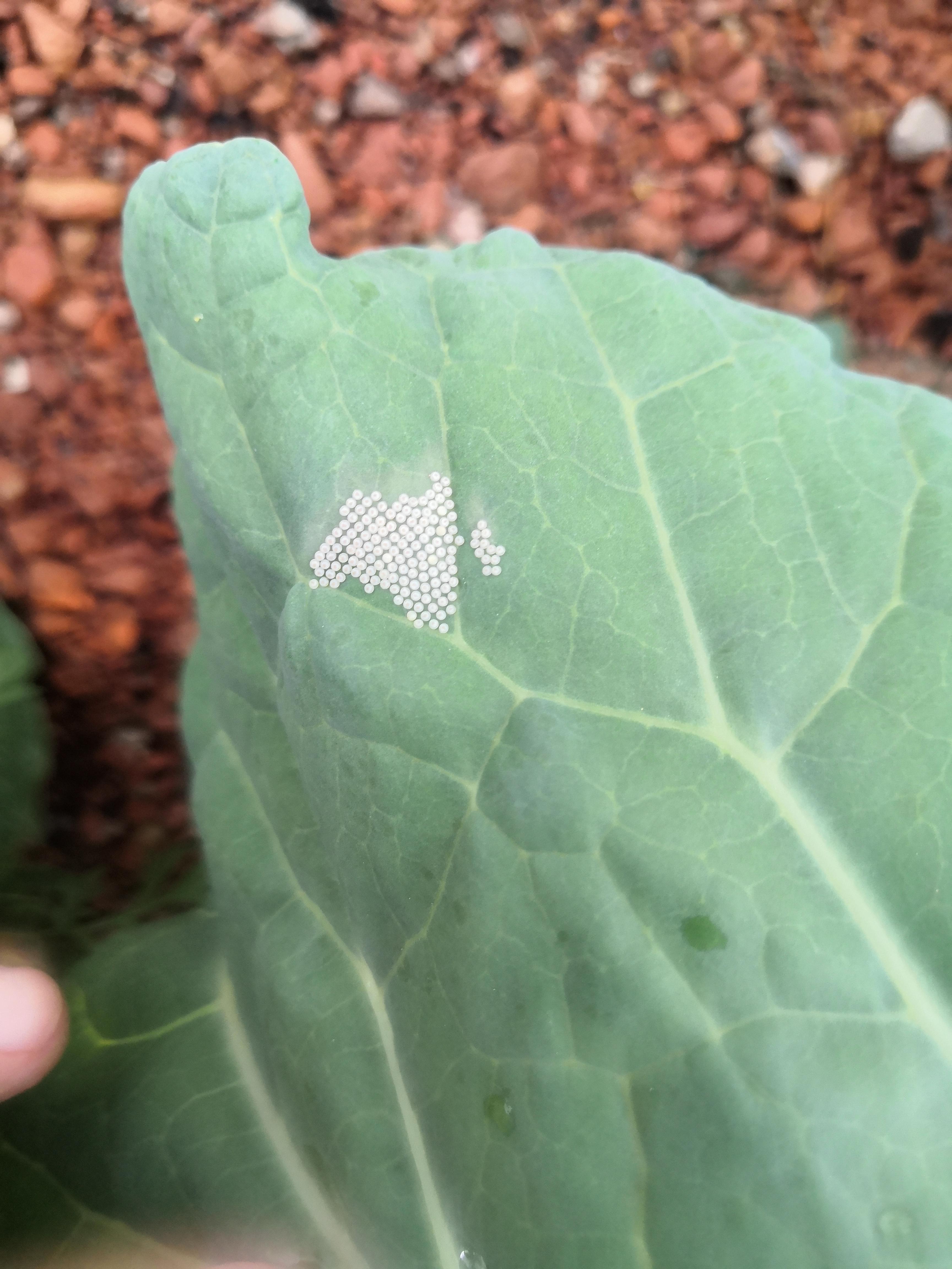 What are these white eggs on my cabbage? Do I need to be worried/take