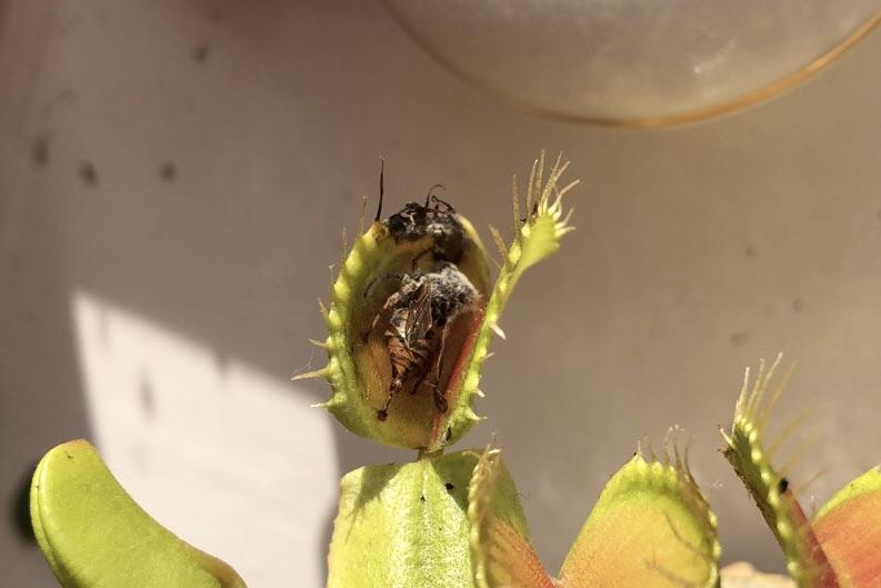 Just saw that my venus fly trap caught a wasp. The stinger is even