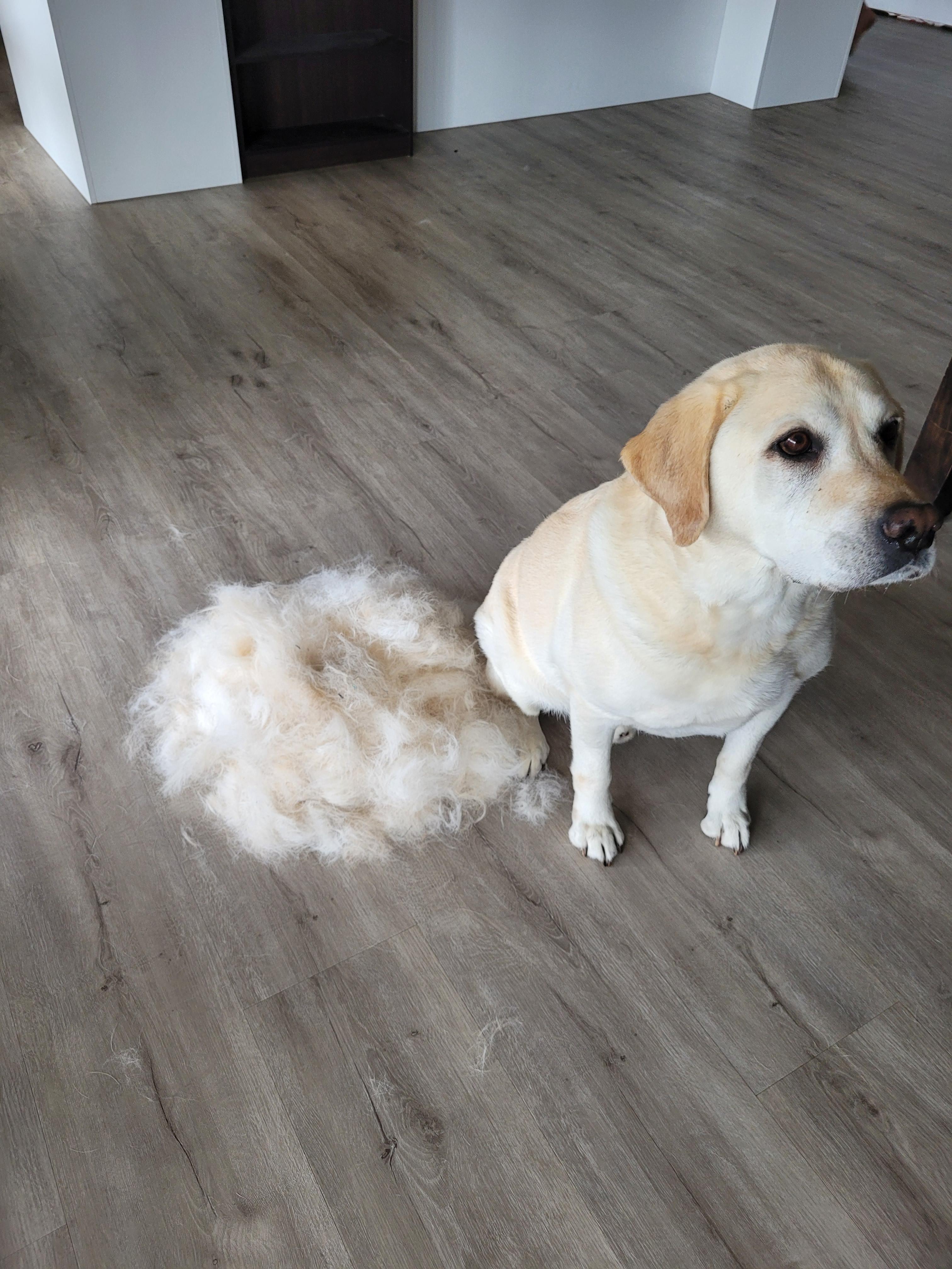 Home is where the dog hair sticks to everything but the dog 🐕 r/labrador