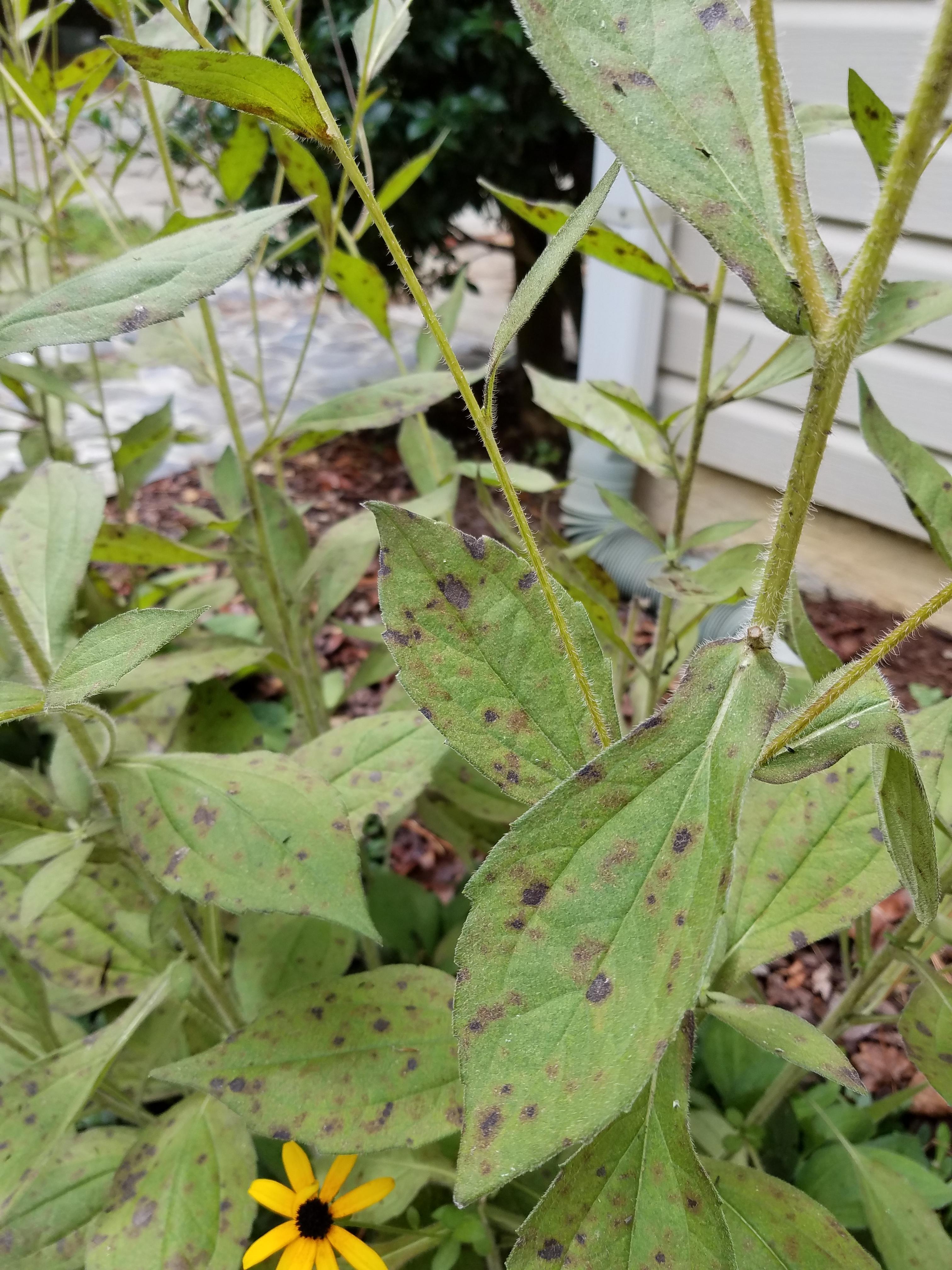 What's Doing This To My BlackEyed Susans? r/landscaping
