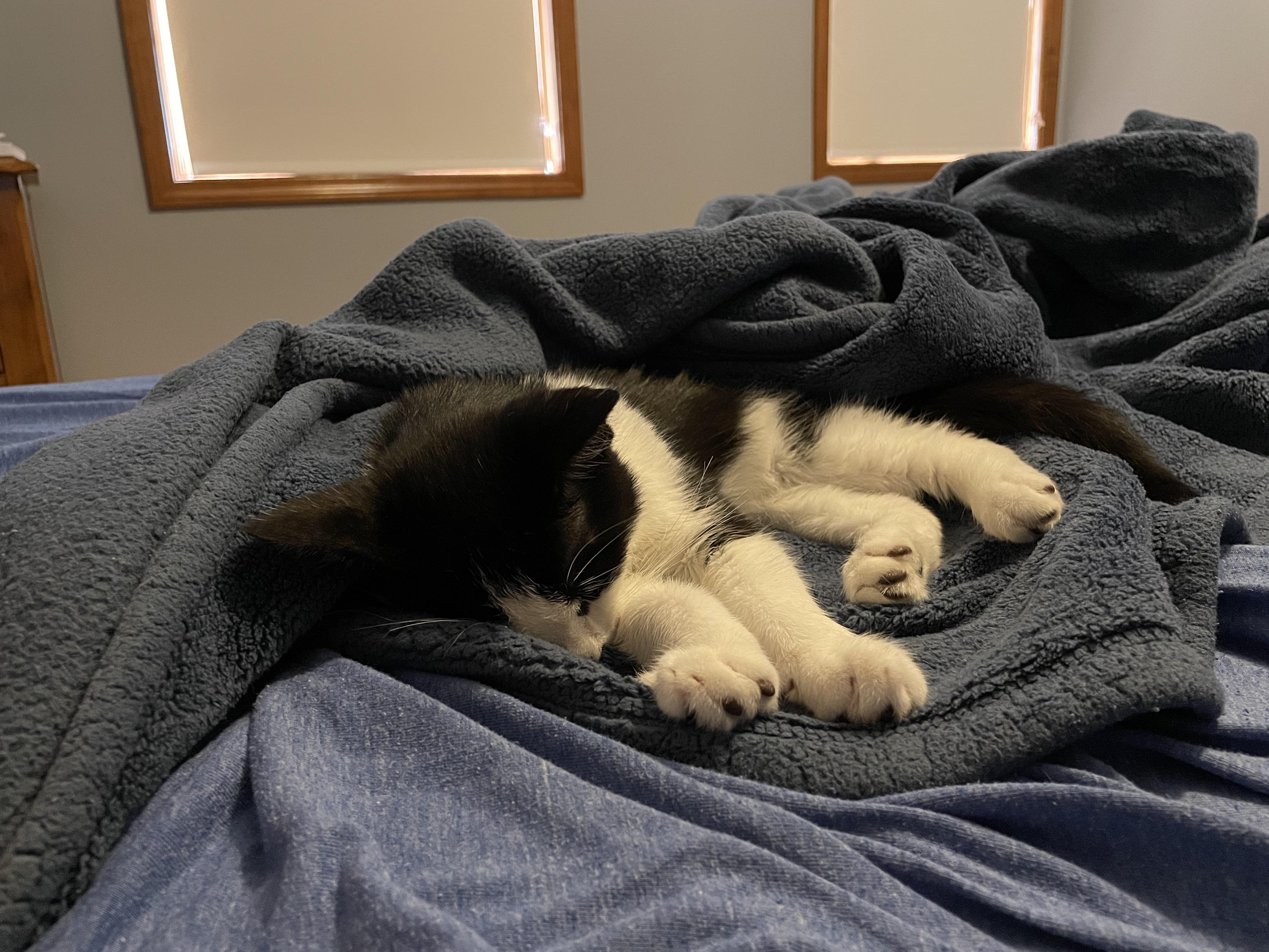 New kitten hasn’t gone to the bathroom since we brought him home this