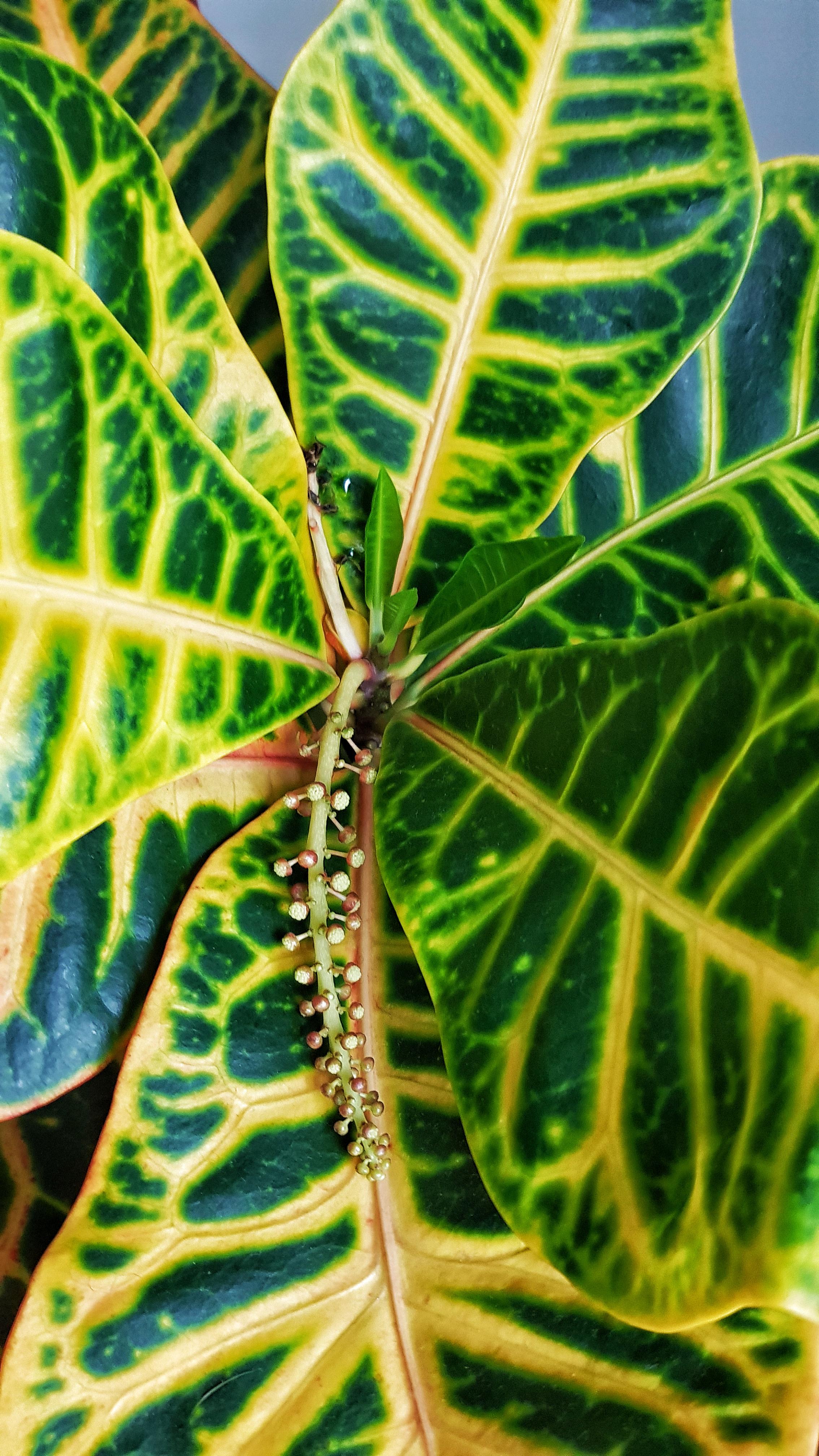 Here's a croton in kind of mid bloom. His over bloomy bit died for some