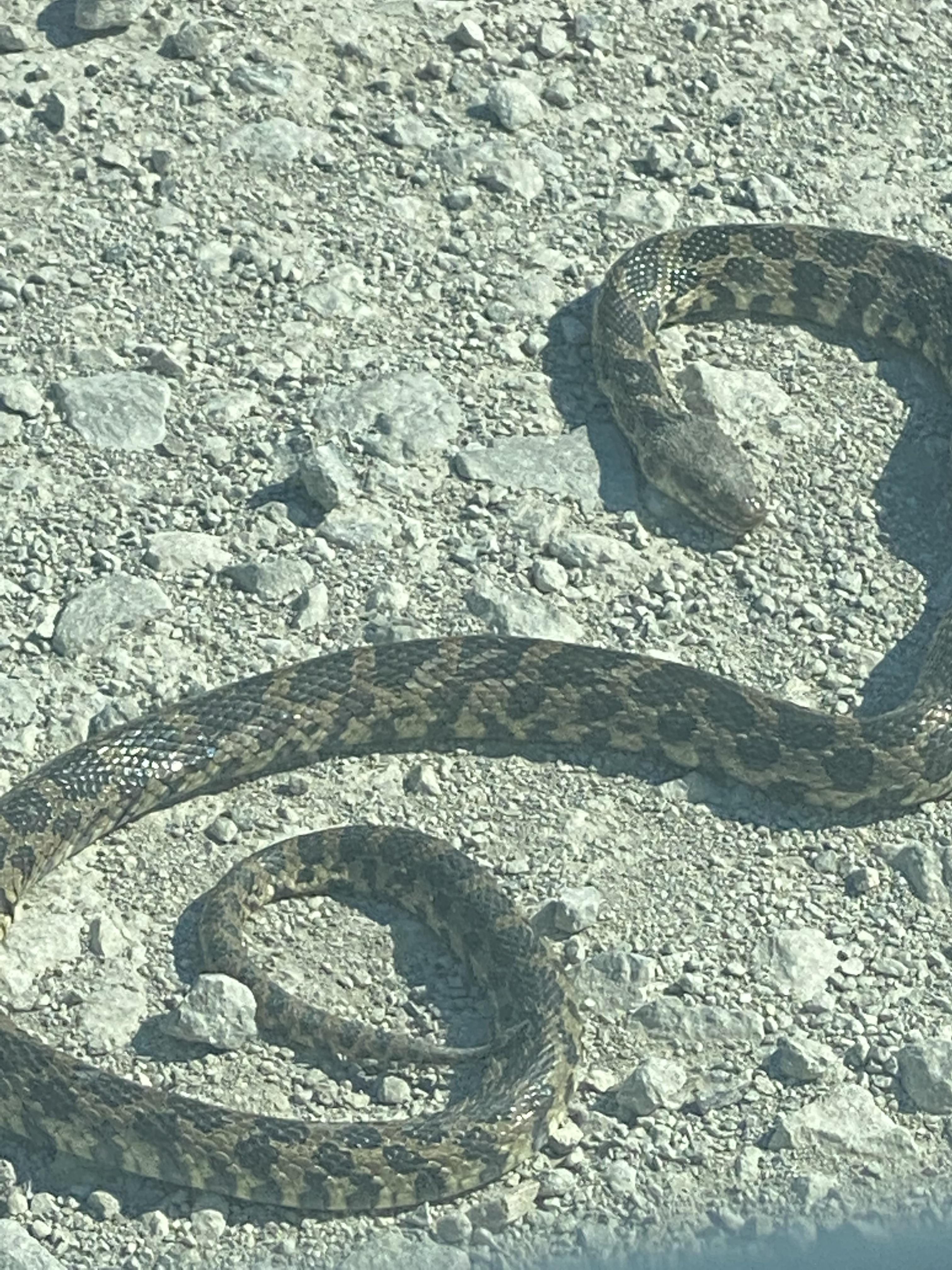 What type of snake? Southern Iowa r/snakes
