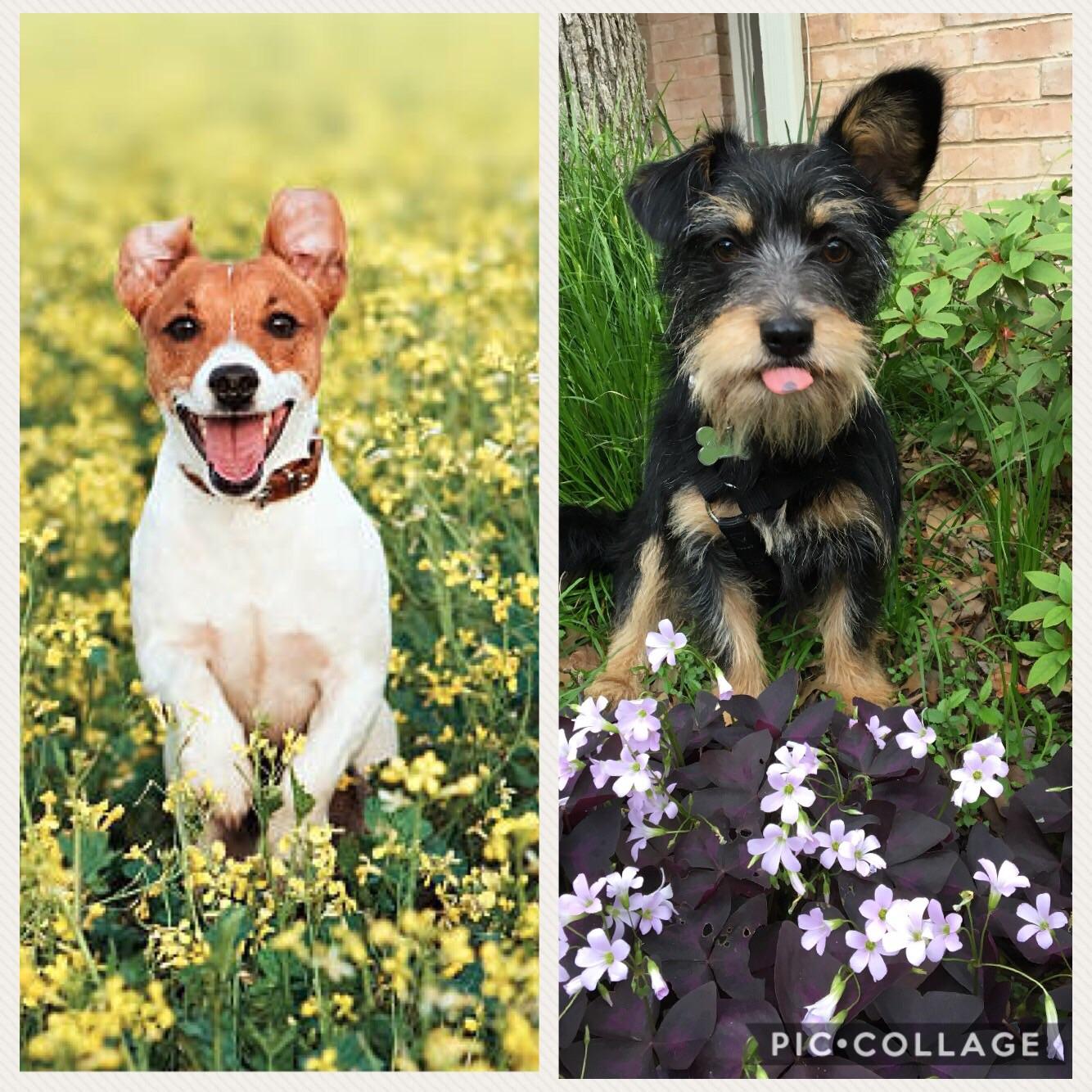 A picture perfect moment of the pooch in the flowers. r