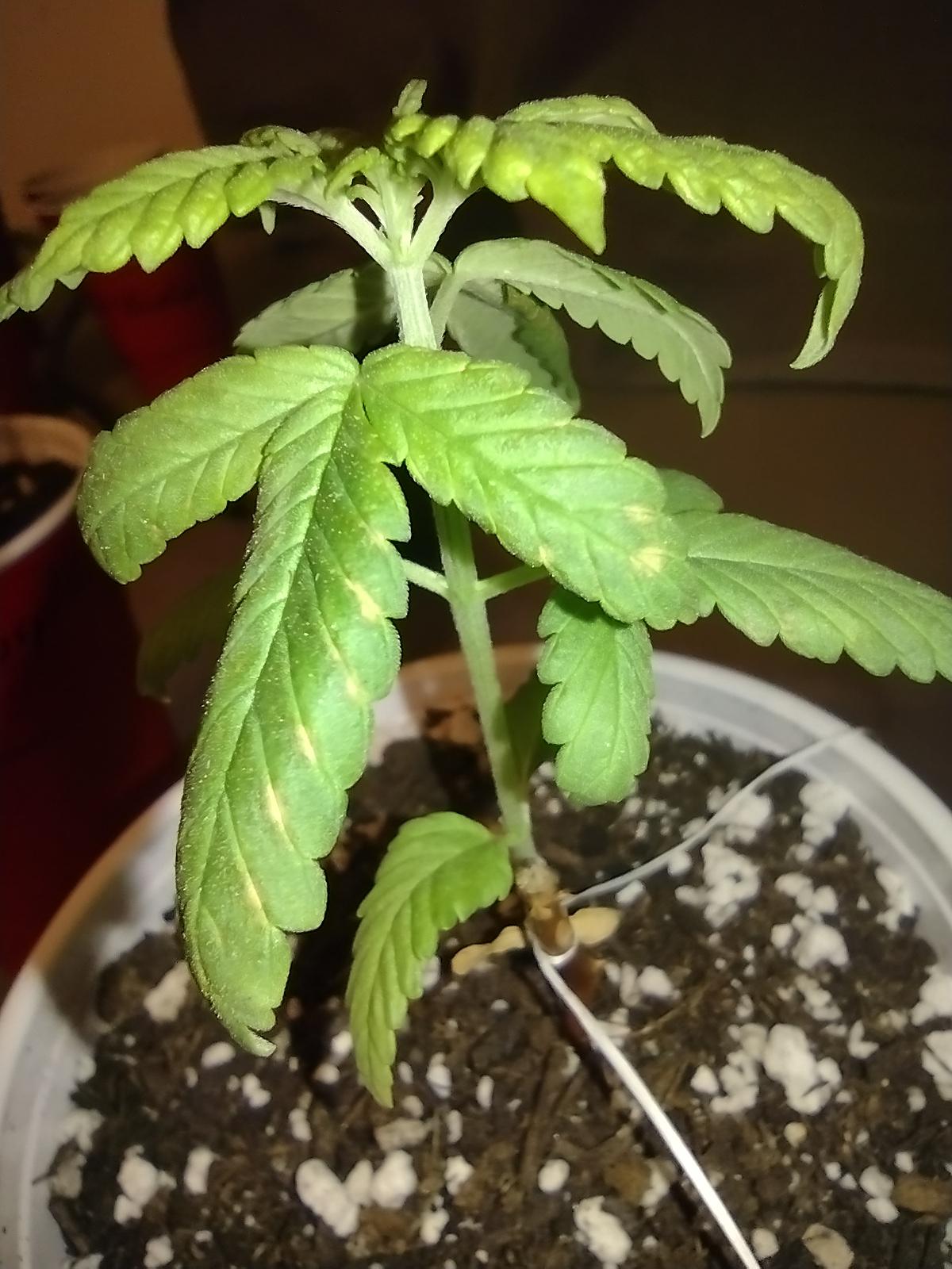 leaves turning light green with brown spots why are they dying r