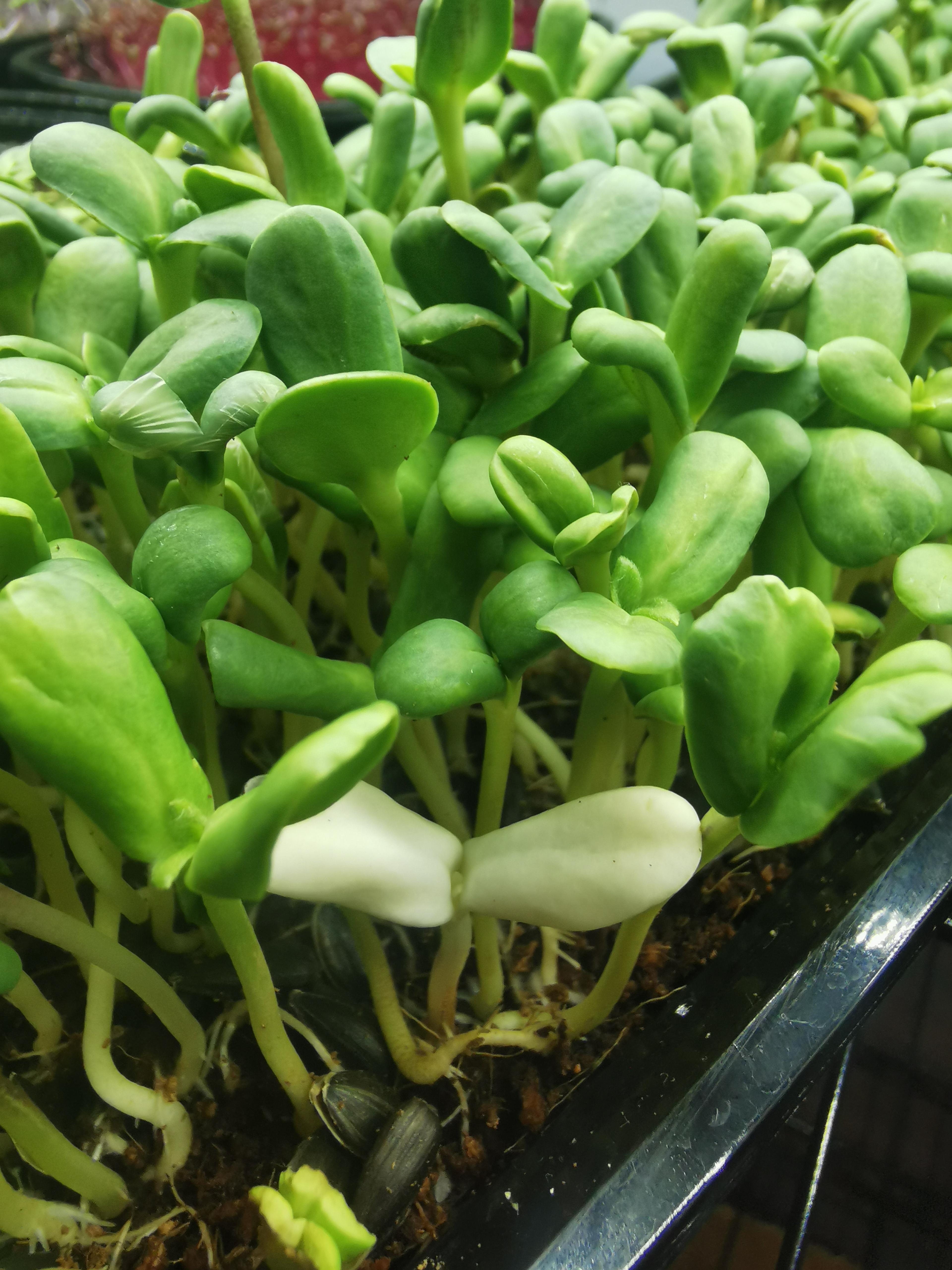How to grow sunflower microgreens from seed to harvest in 8 days