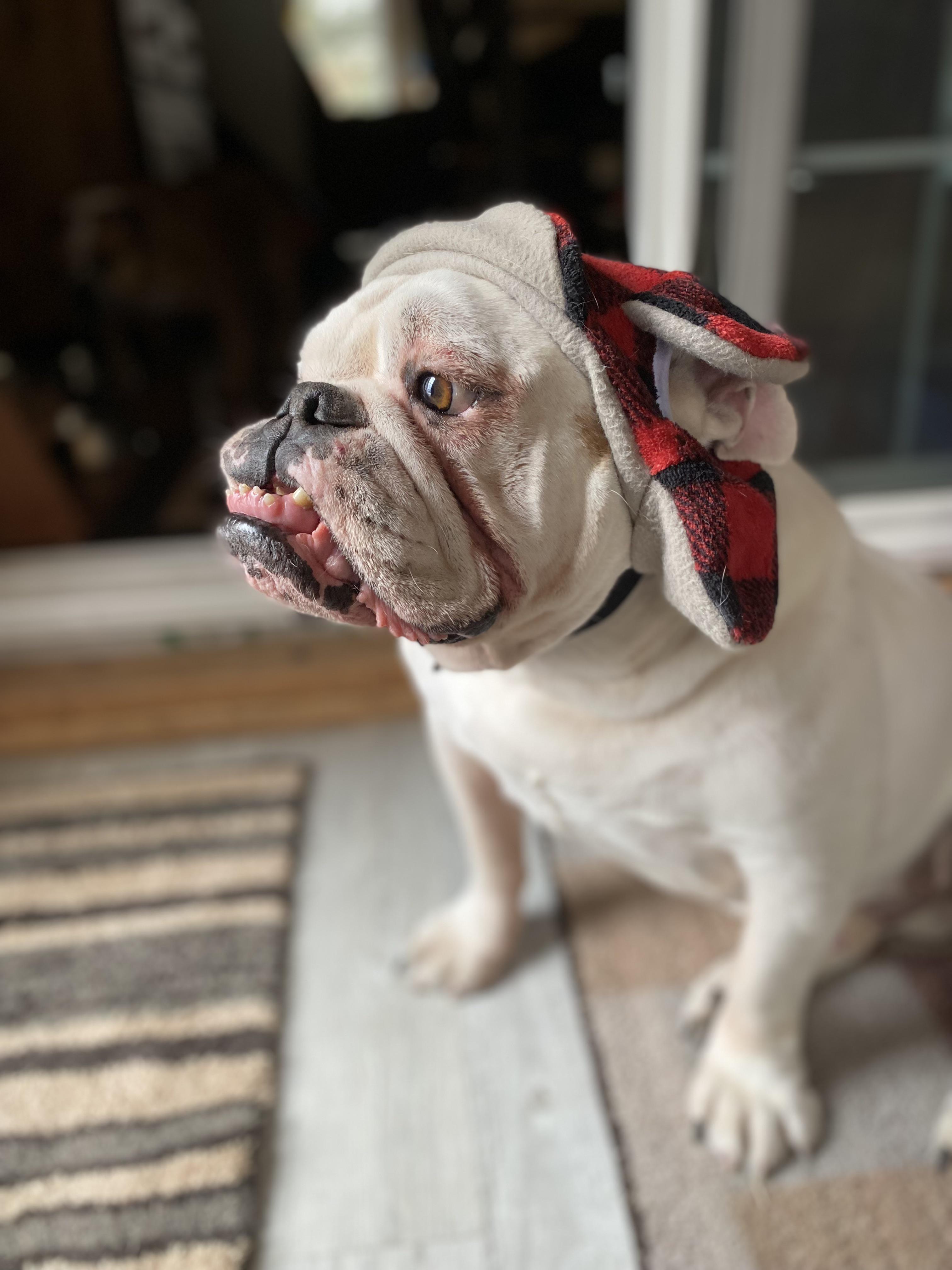 Ready for the cold weather r/Bulldogs