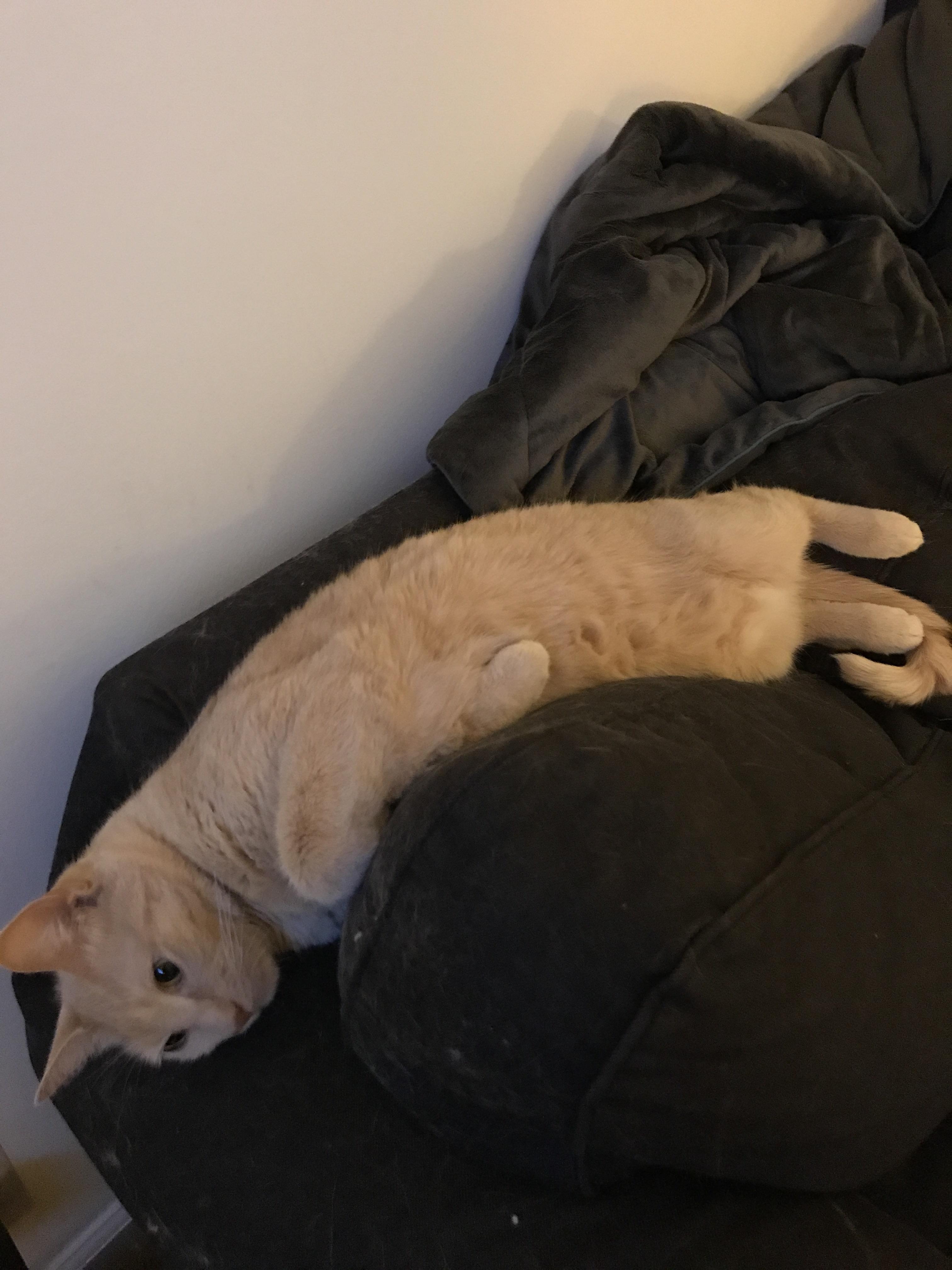 I think my cat is broken. cats