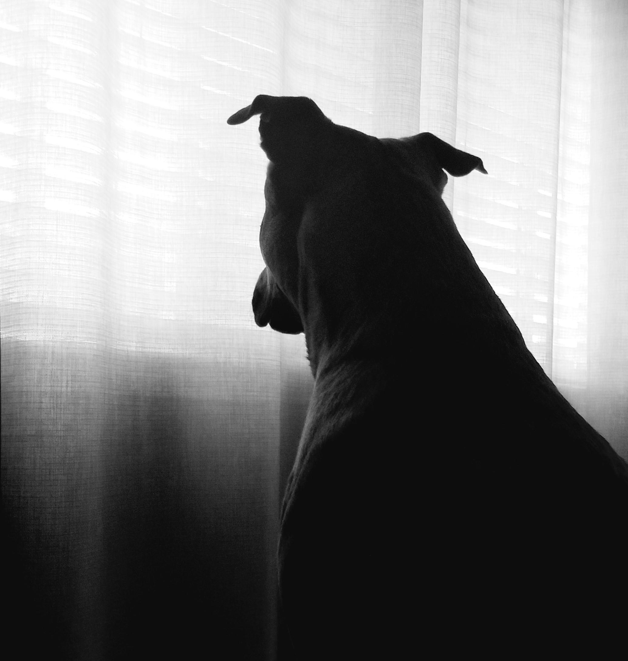 Deep in thought Cosmo r/pitbulls