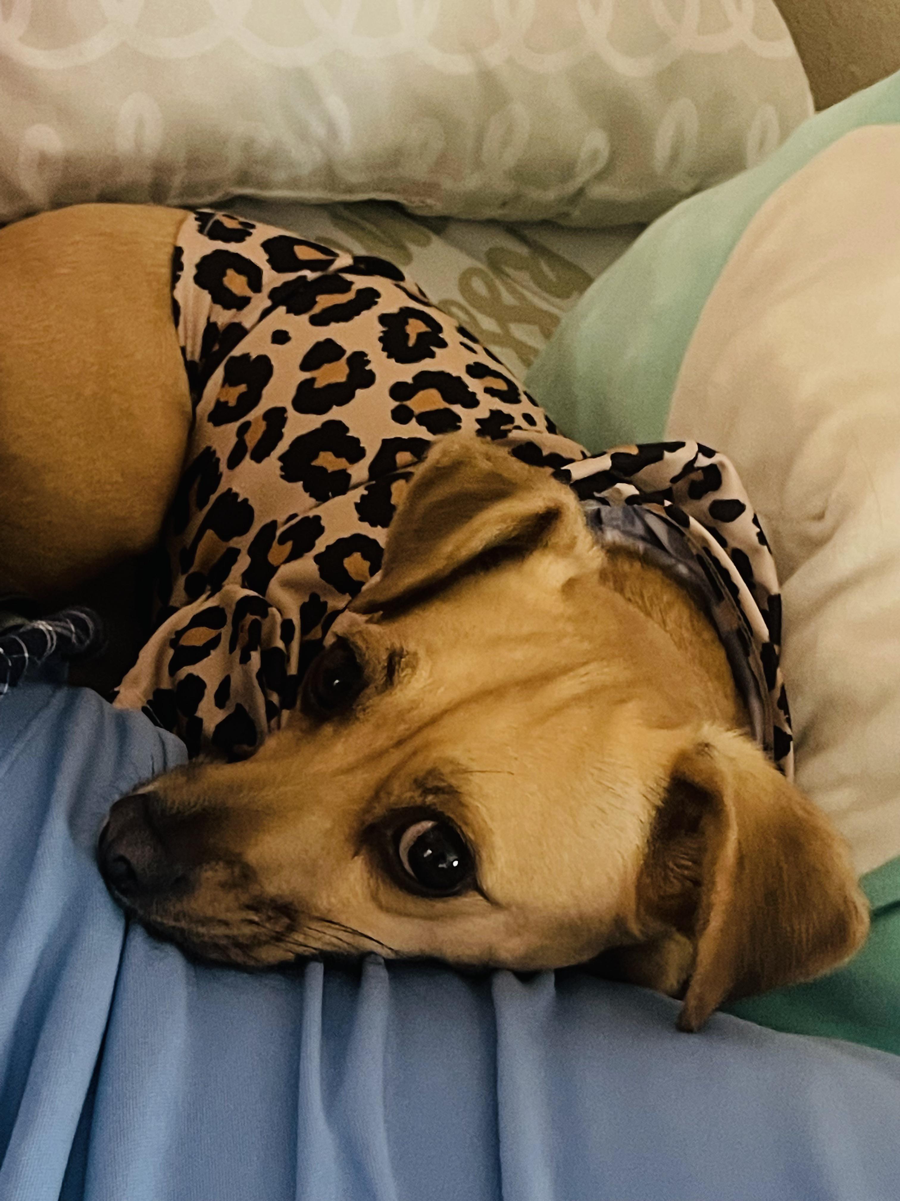 Does my mixed dog have a lazy eye? r/PiratePets