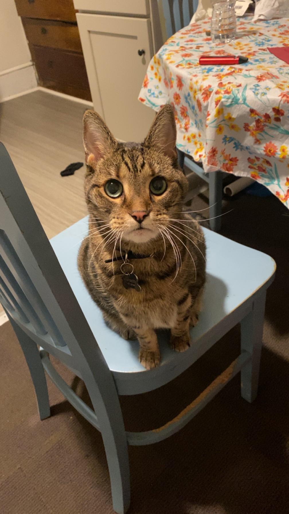 Does my cat’s eyes look sunken? r/cats