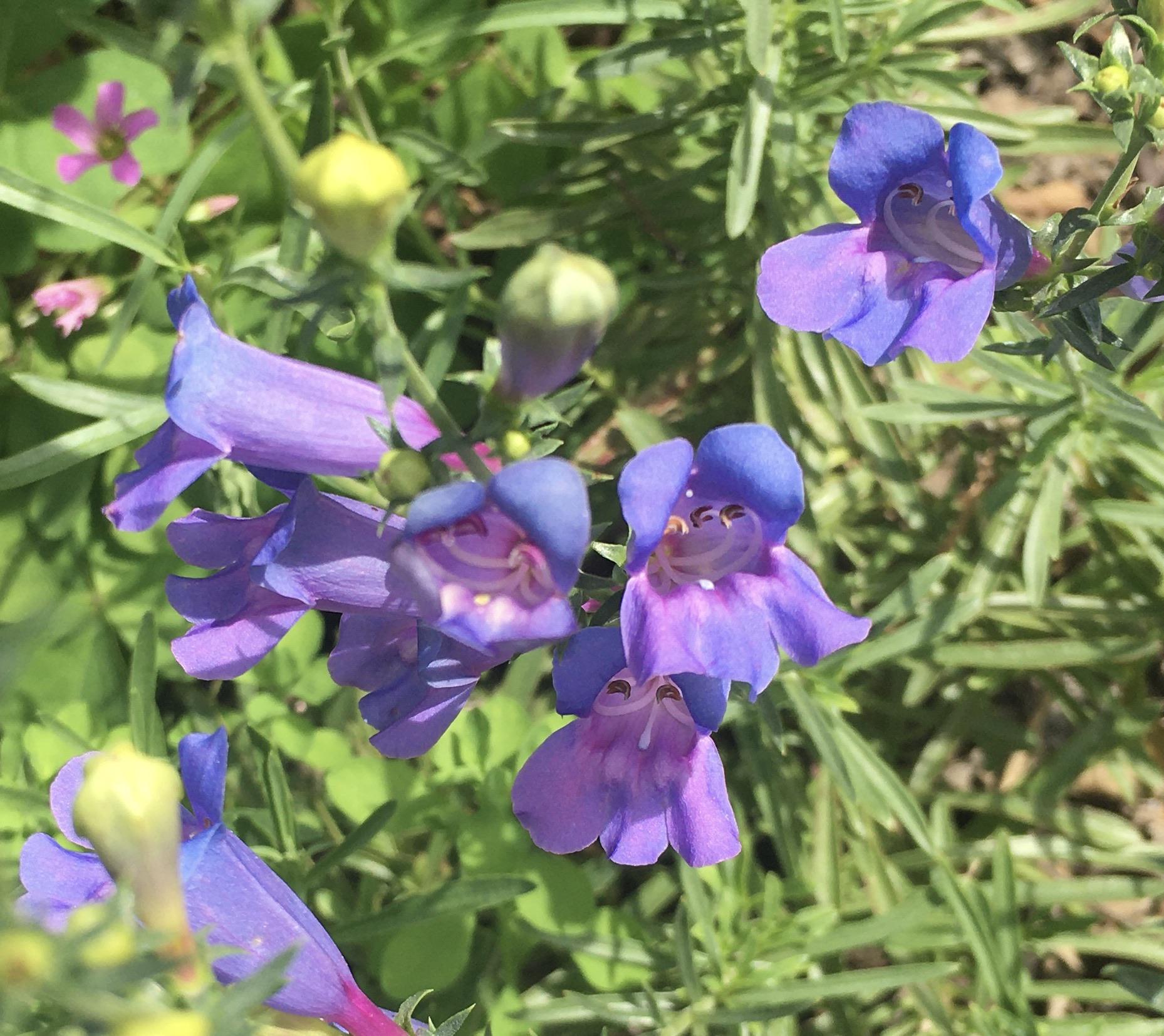 Penstemon heterophyllus ‘Margarita BOP’ starting to bloom! Los Angeles