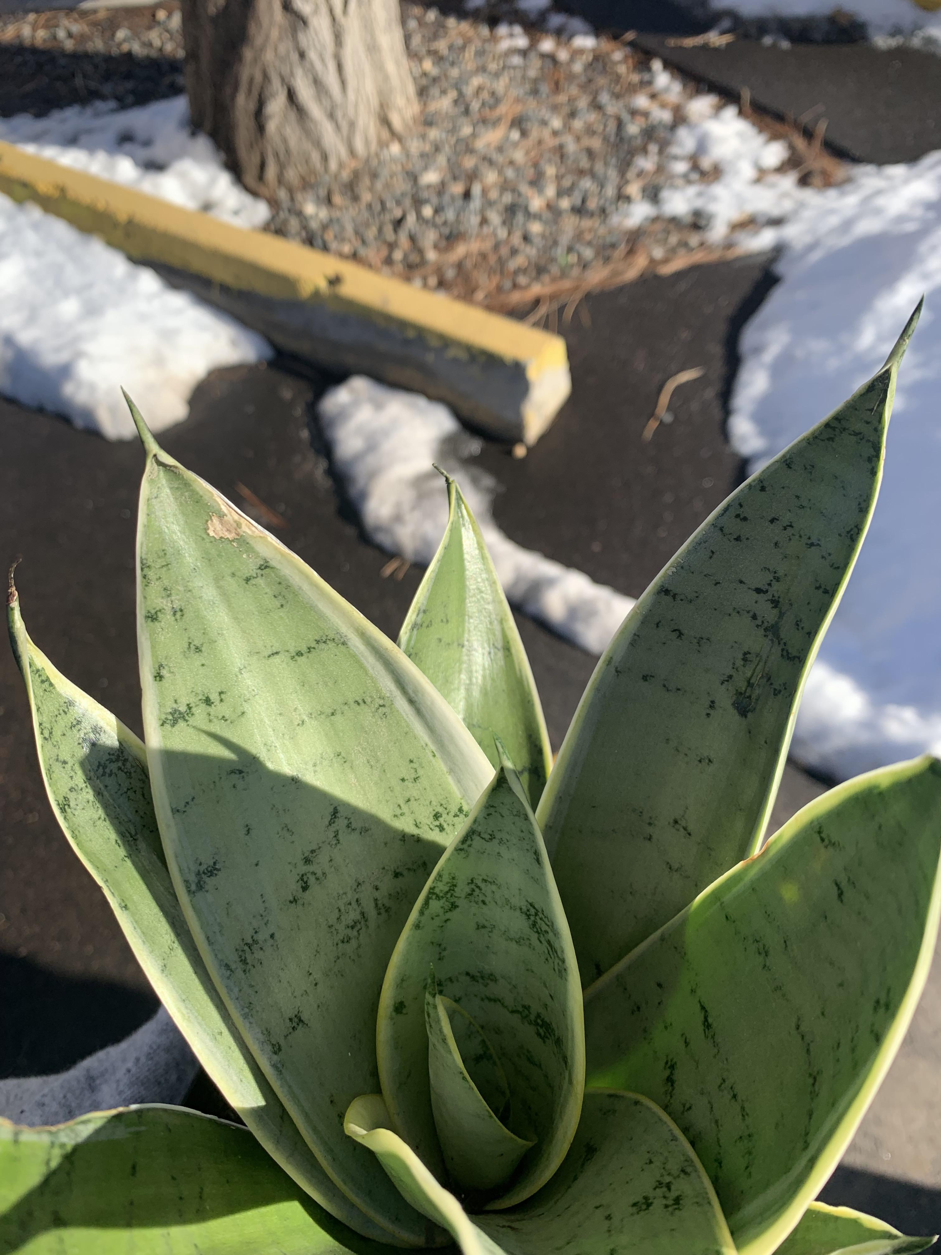Snake Plant Leaves Turning White
