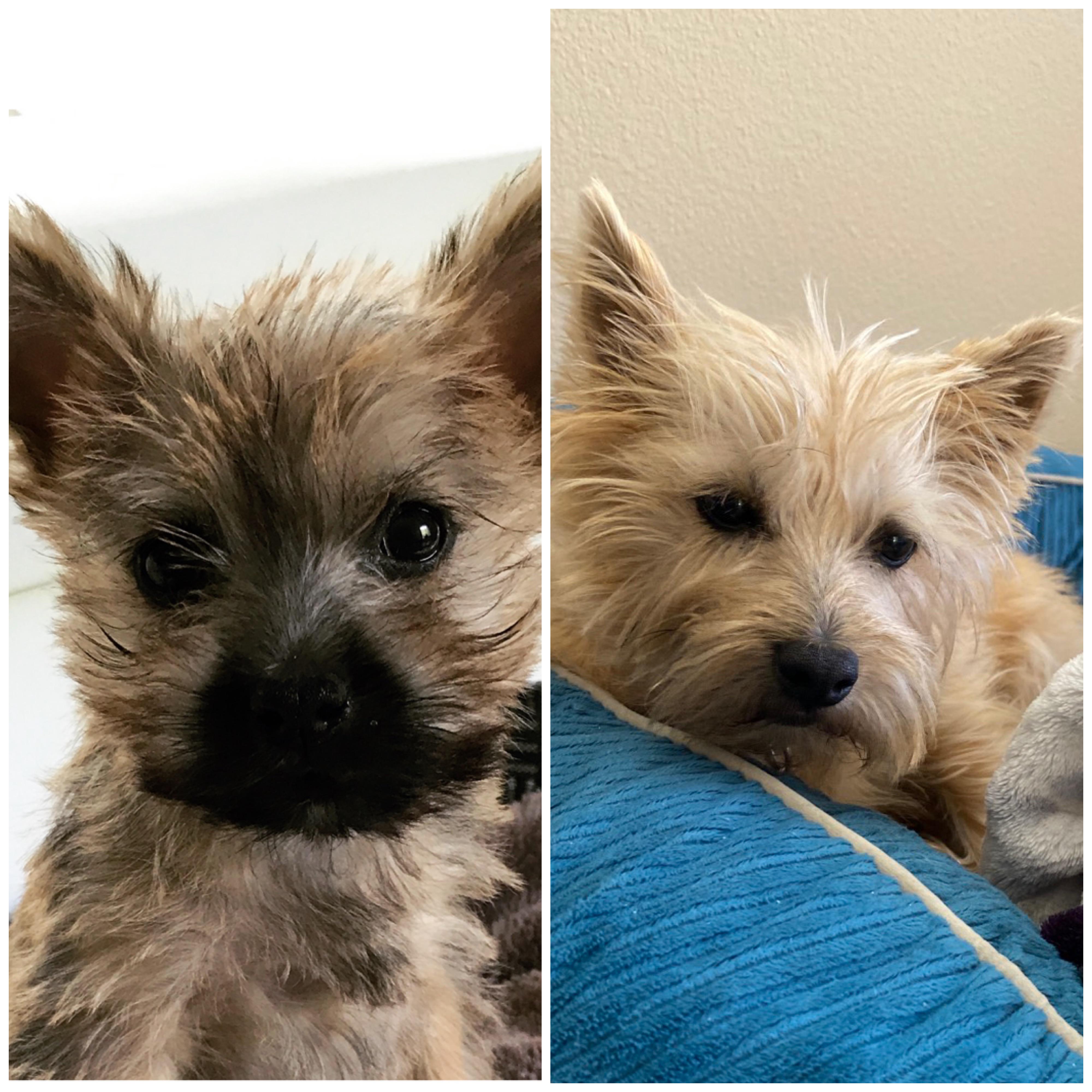 Can Cairn Terriers Change Colors