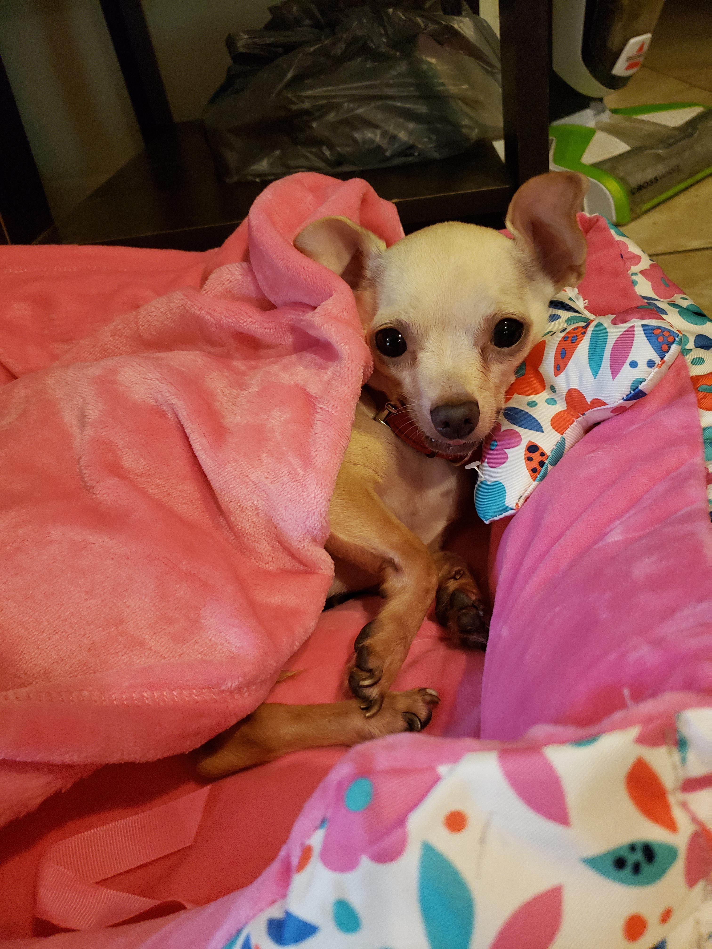 Everything inside և ready to sleep 💤💤 Chihuahua