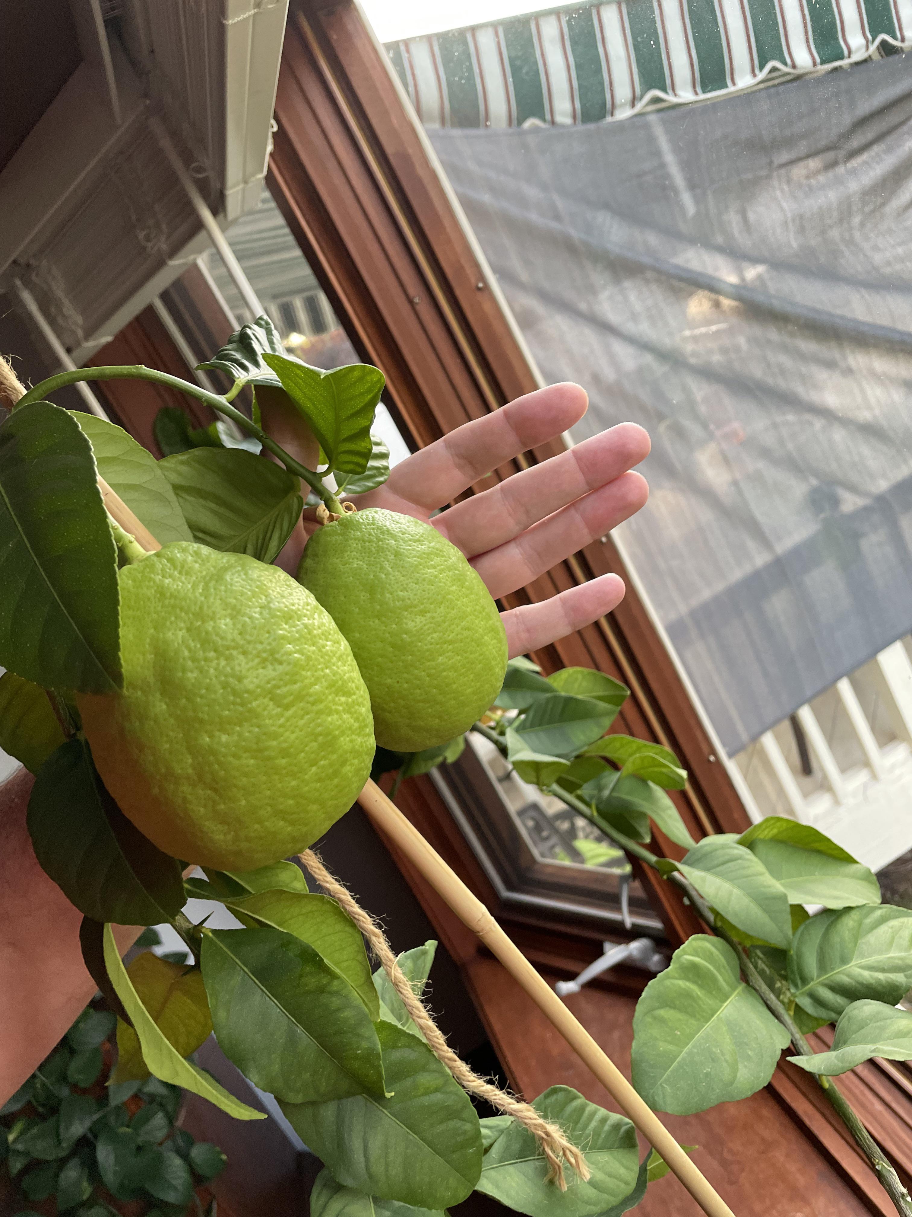 My indoor lemon tree / Buffalo, NY. houseplants