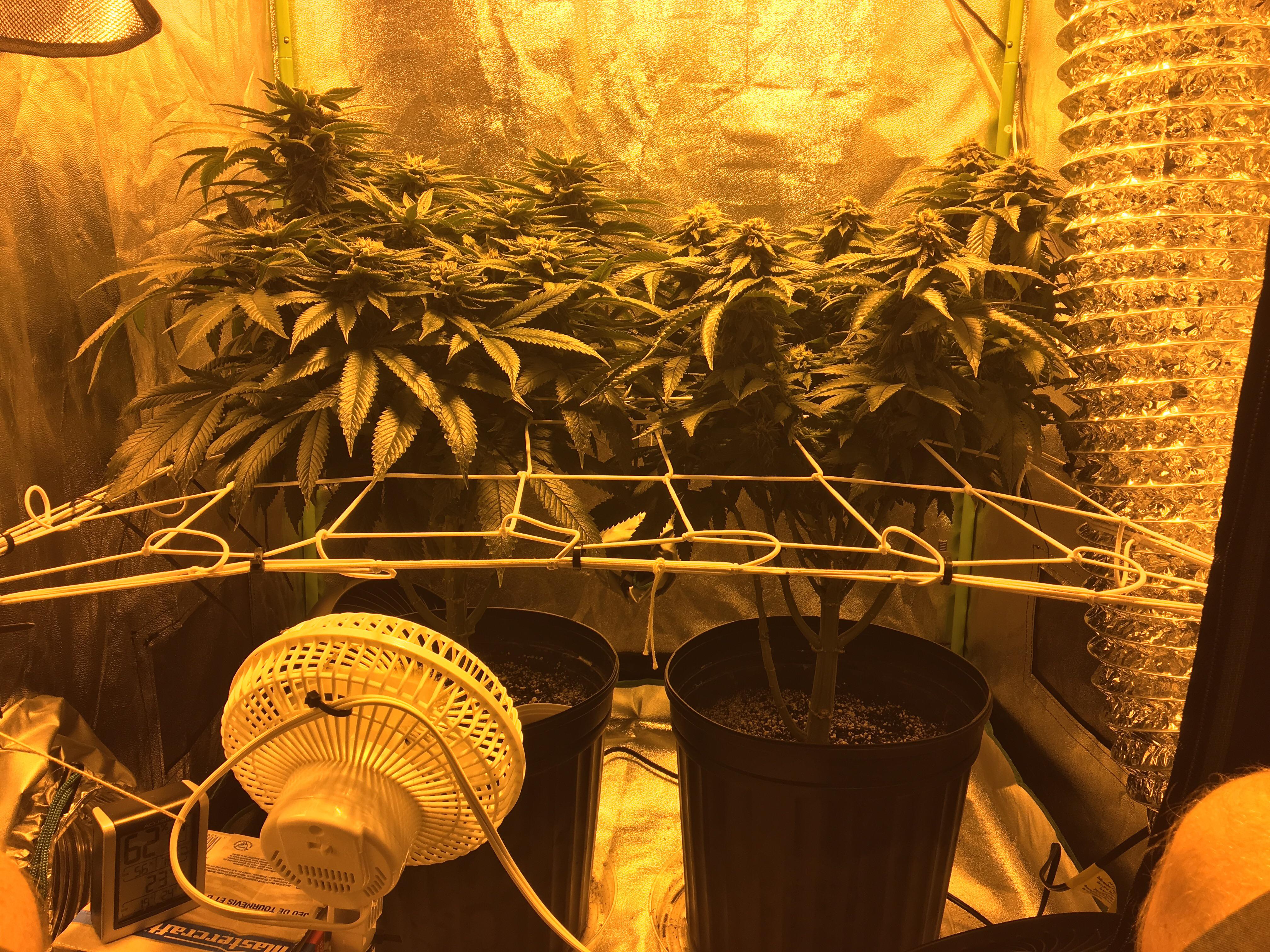 High CBD plants ready for harvest r/canadients