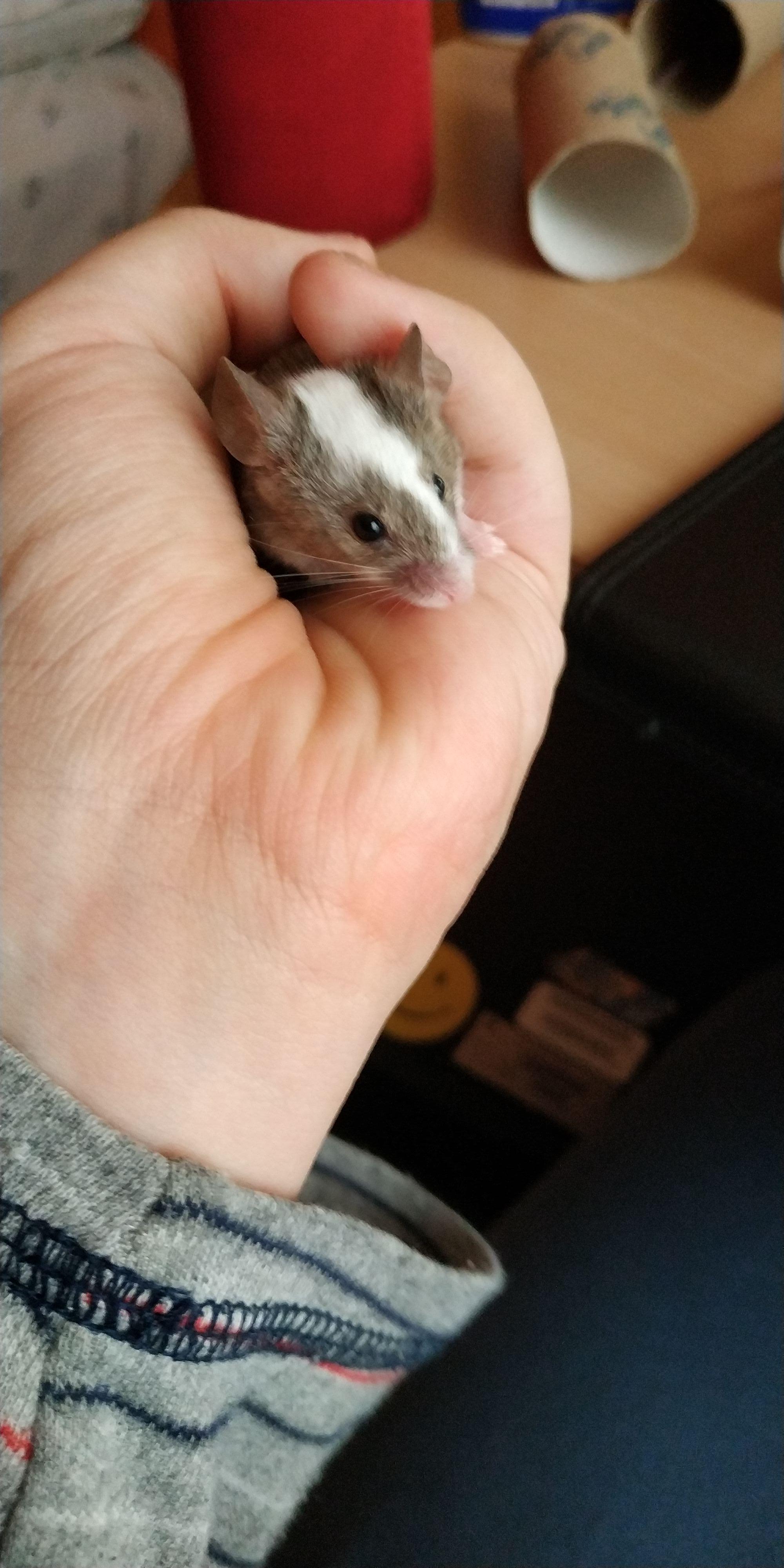 My mice sleep at night? PetMice