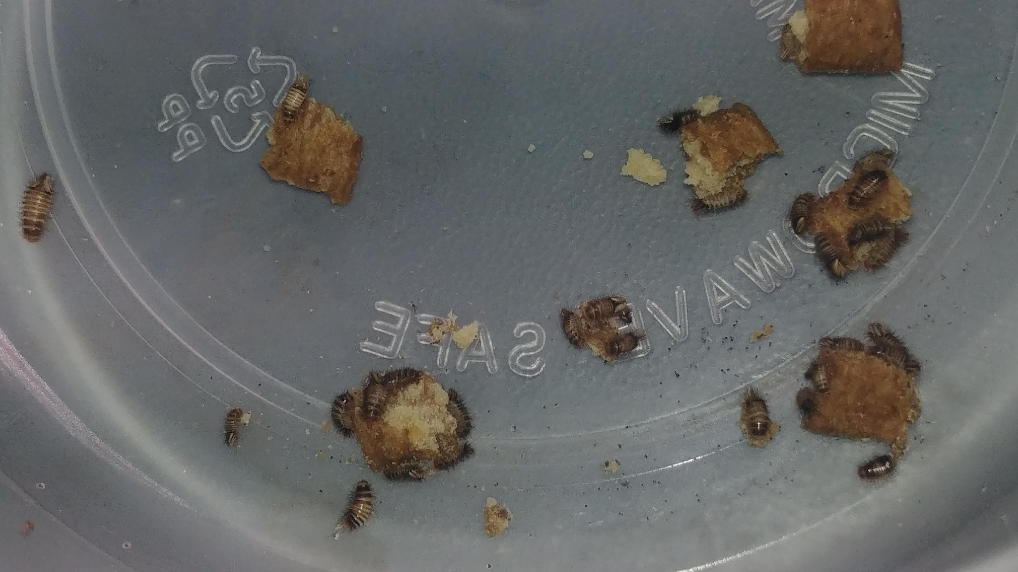 Getting my babies ready for Carpet Beetle Day on April 1st r/whatsthisbug