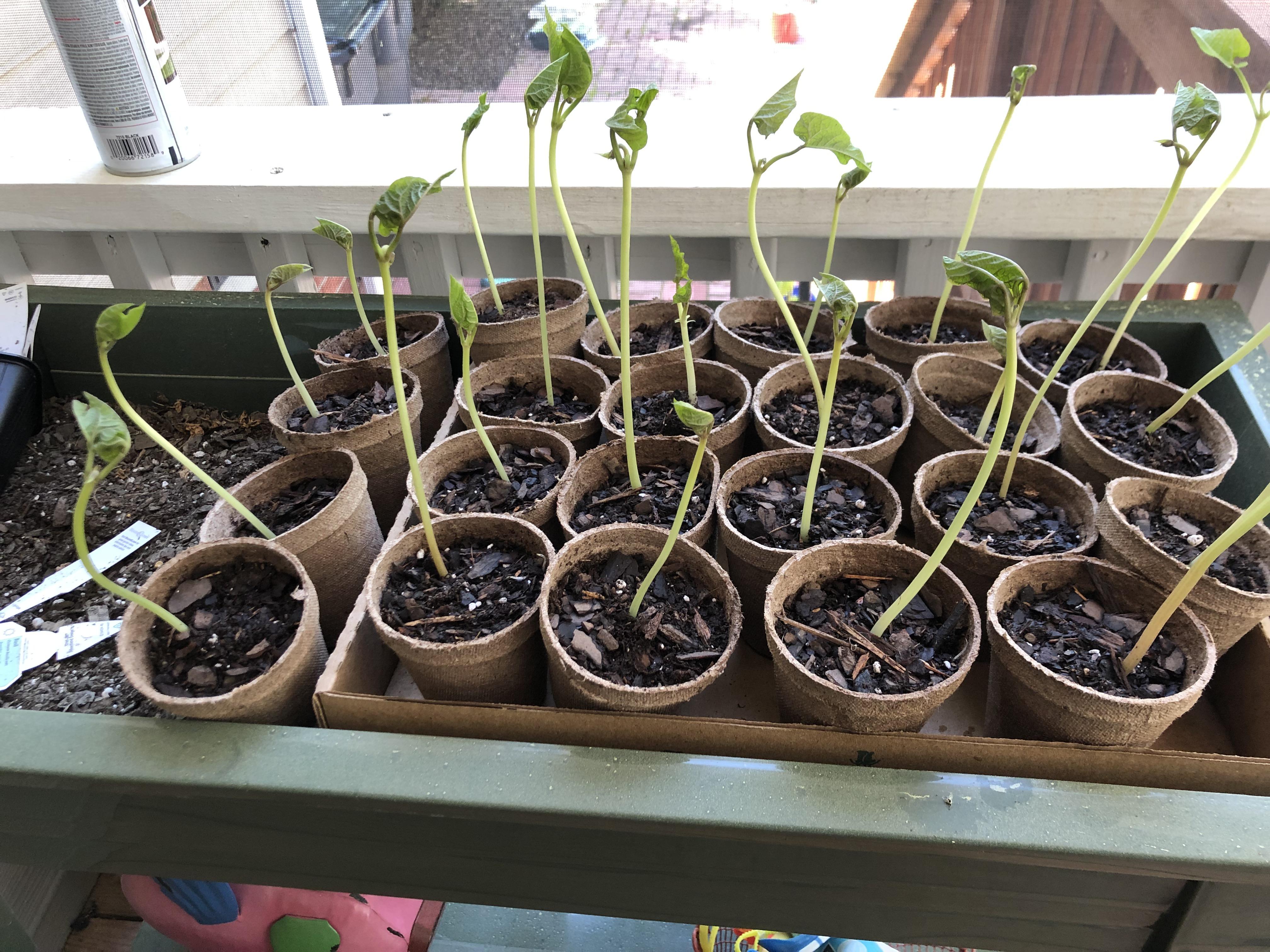 How far apart to plant scarlet runner bean seedlings