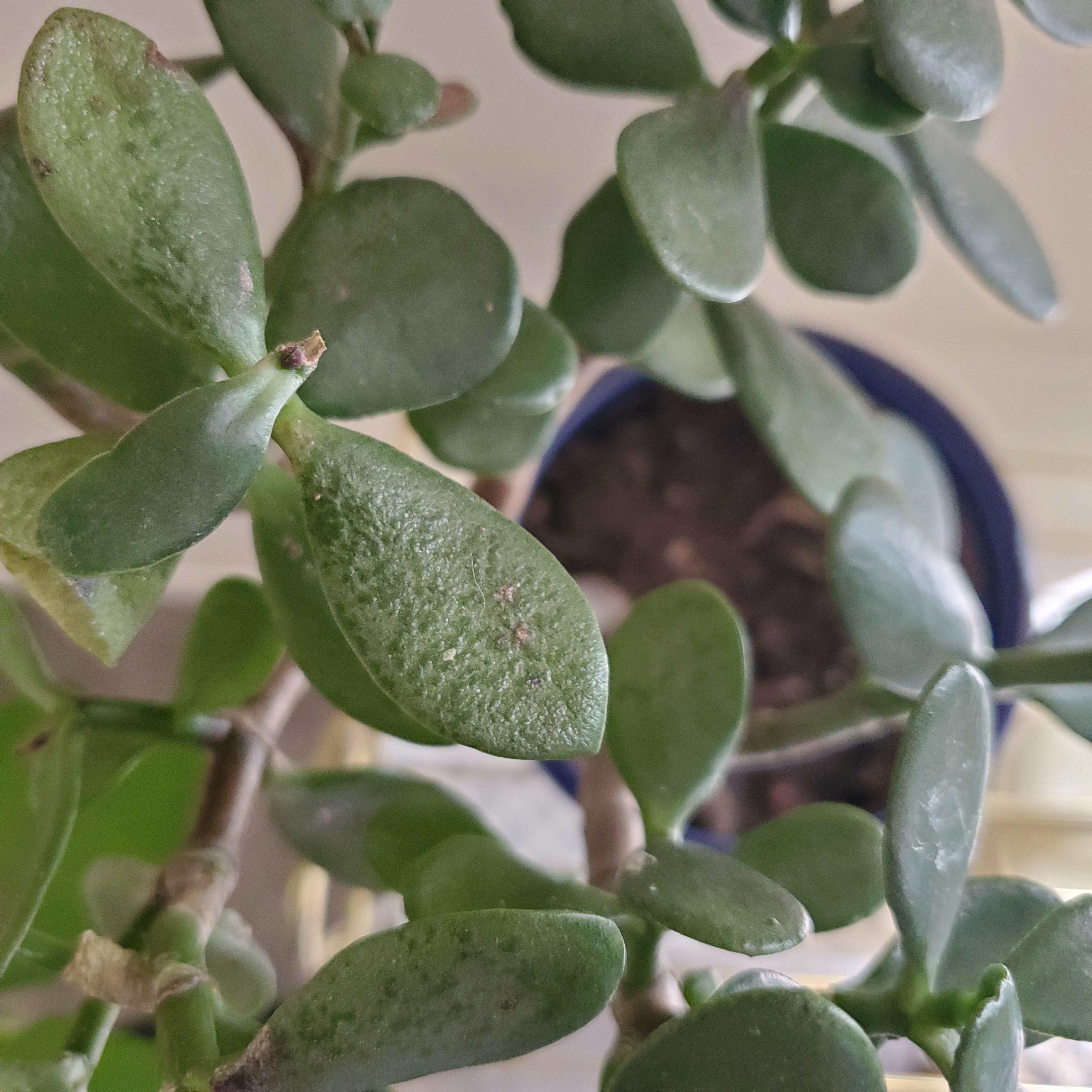 Jade plant has bumps. I am new to this particular plant and it came
