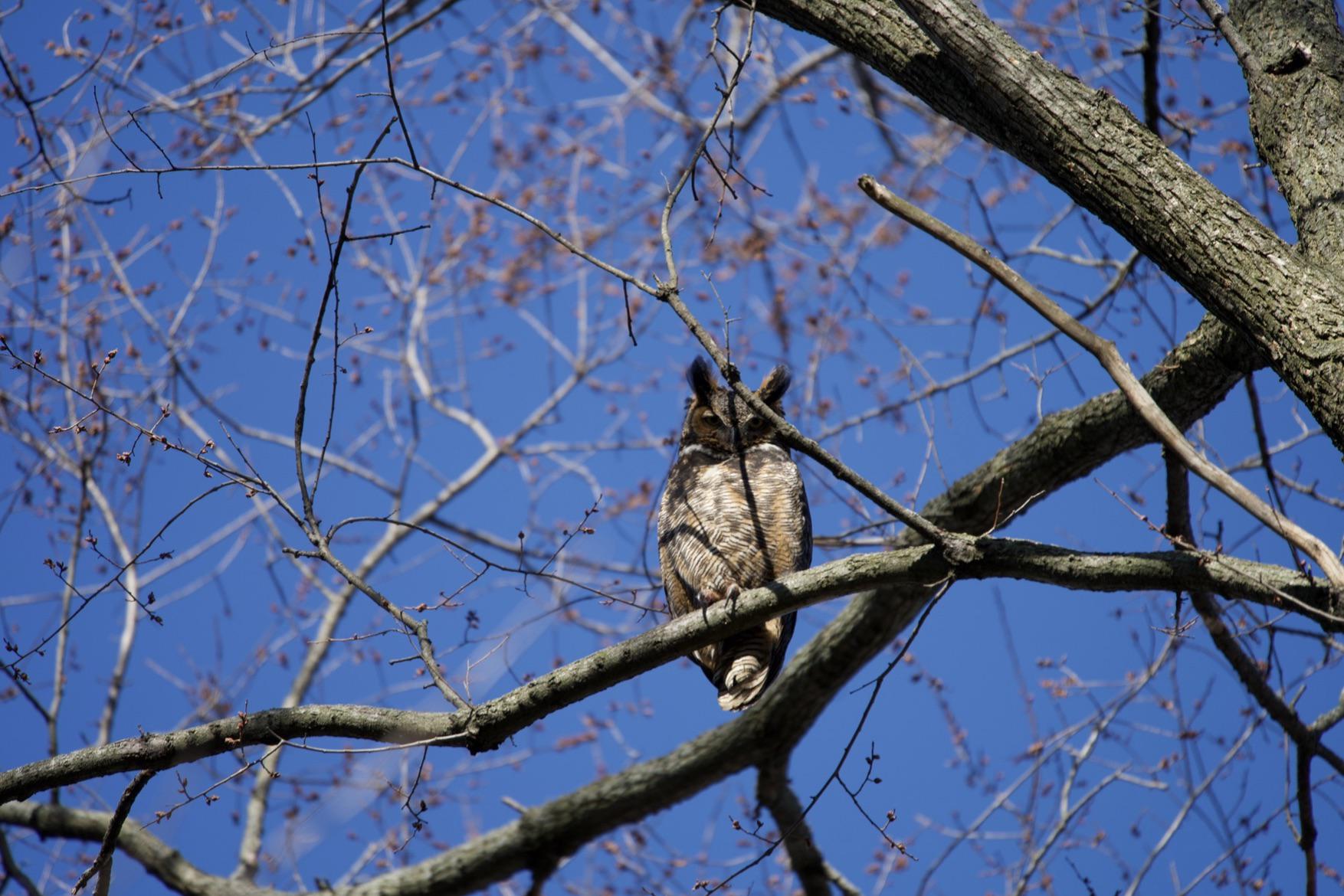 Great Horned Owl in my backyard! r/Owls