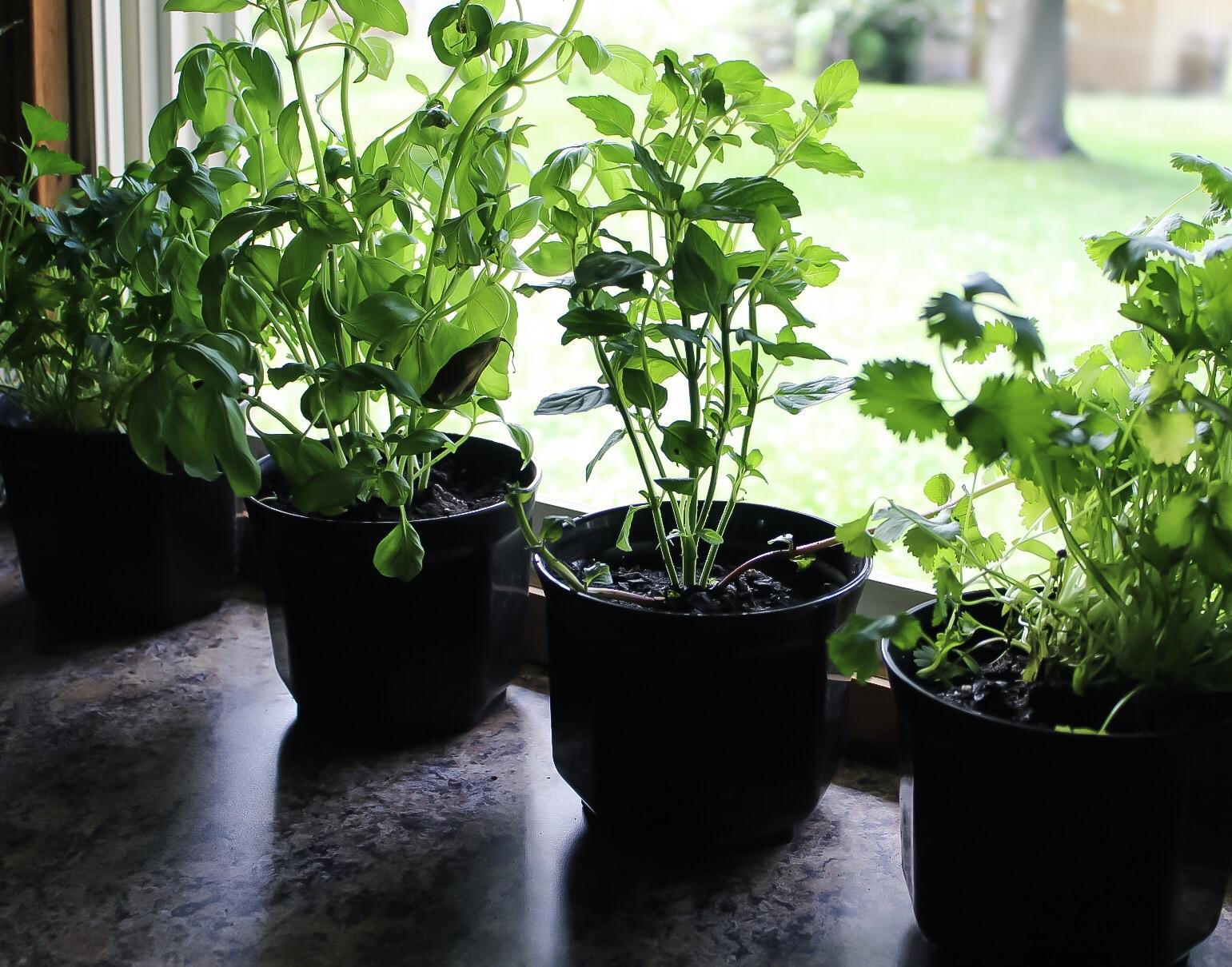 My First Herb Garden. Parsley Basil Mint Cilantro. What are some