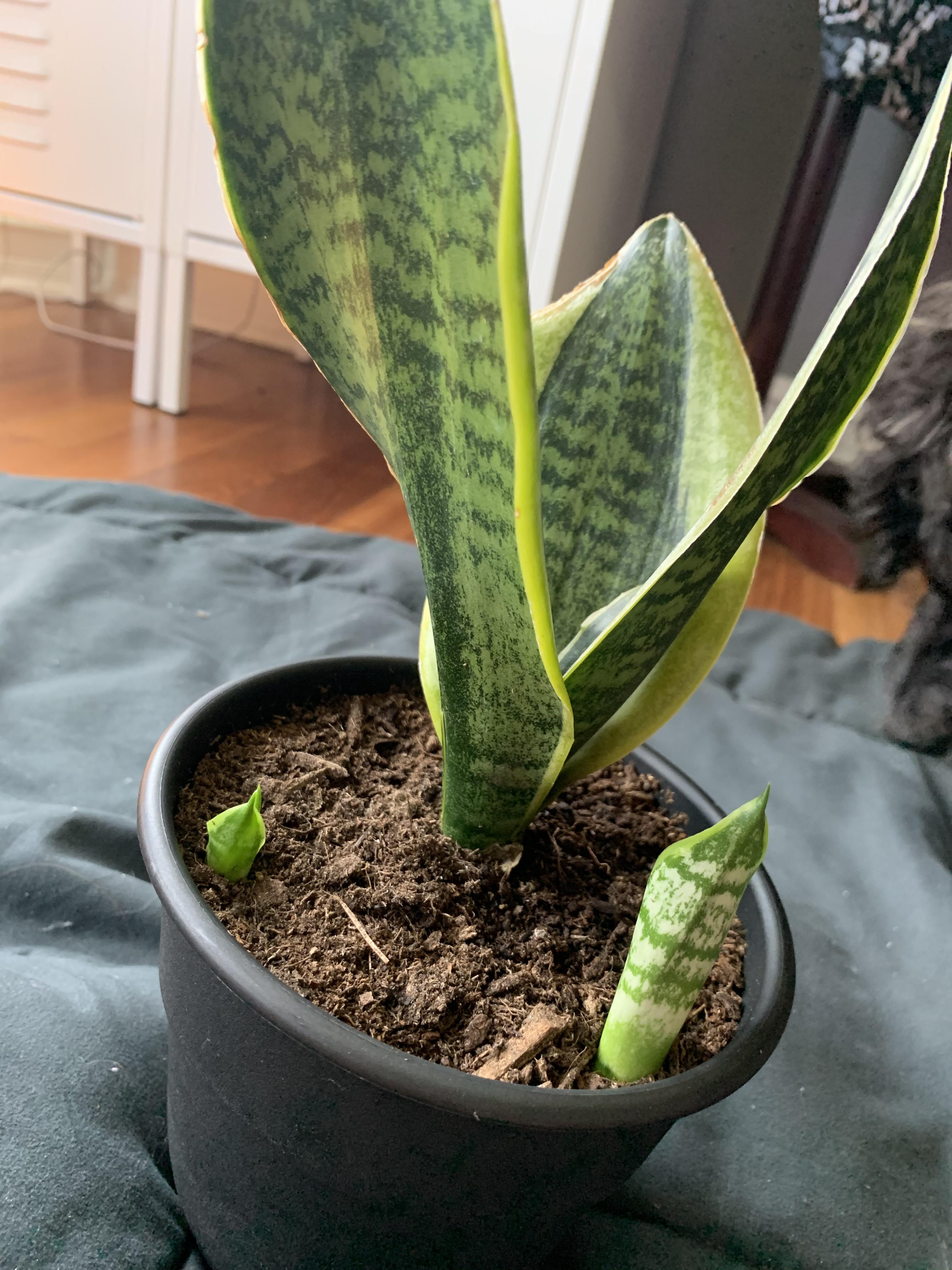 3 week progress on my baby snake plants r/houseplants