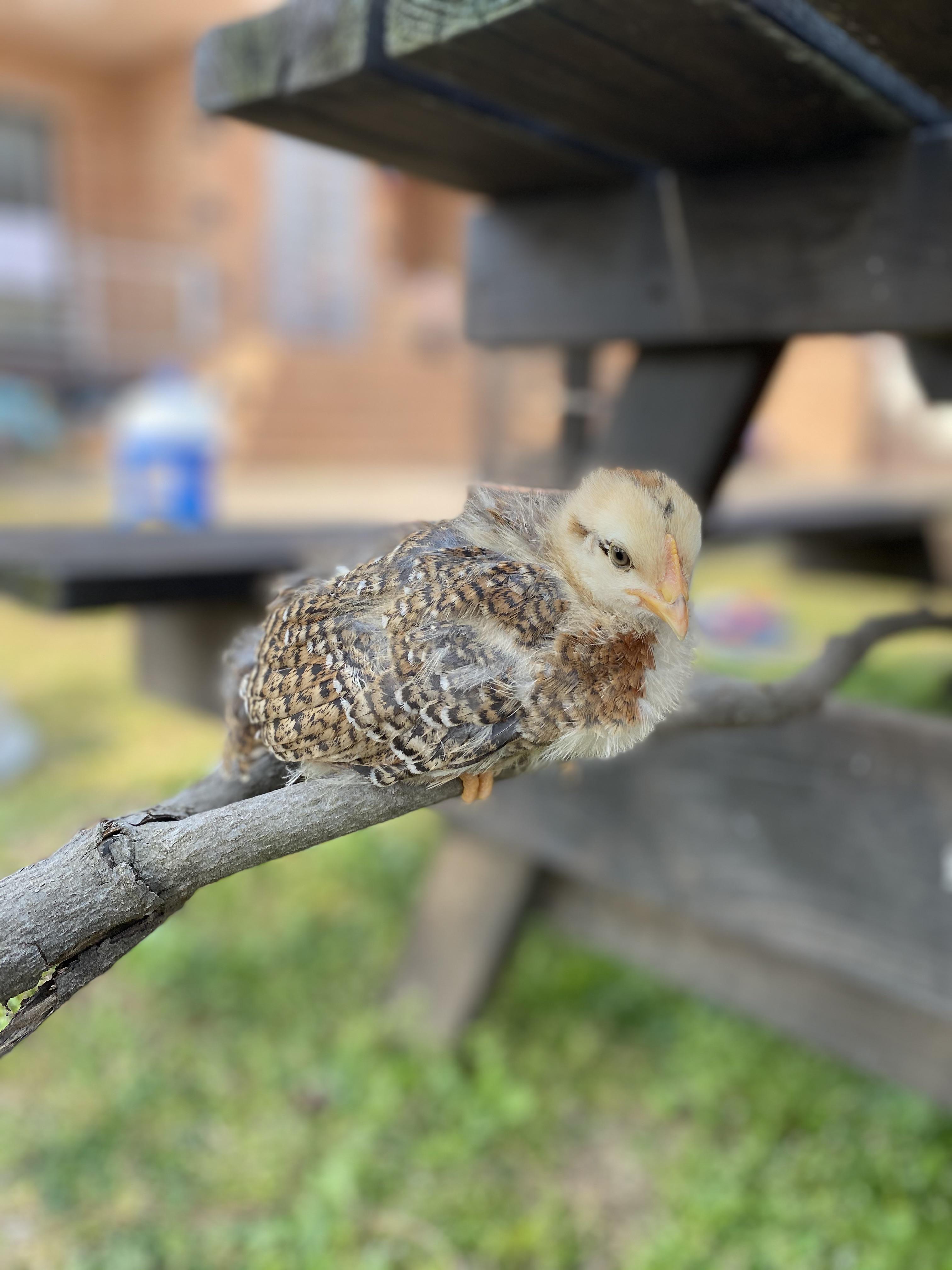 First time perching! r/chickens