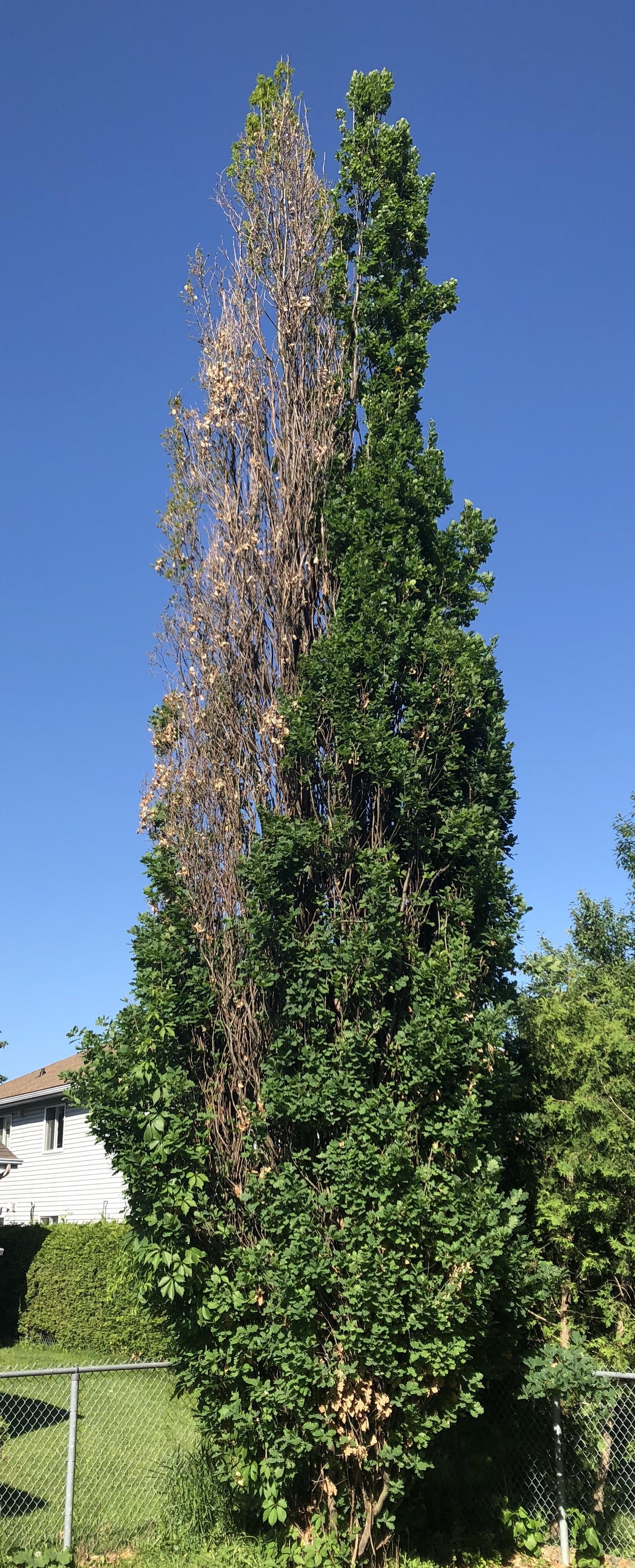 This tree is perfectly half alive and half dead r/mildlyinteresting