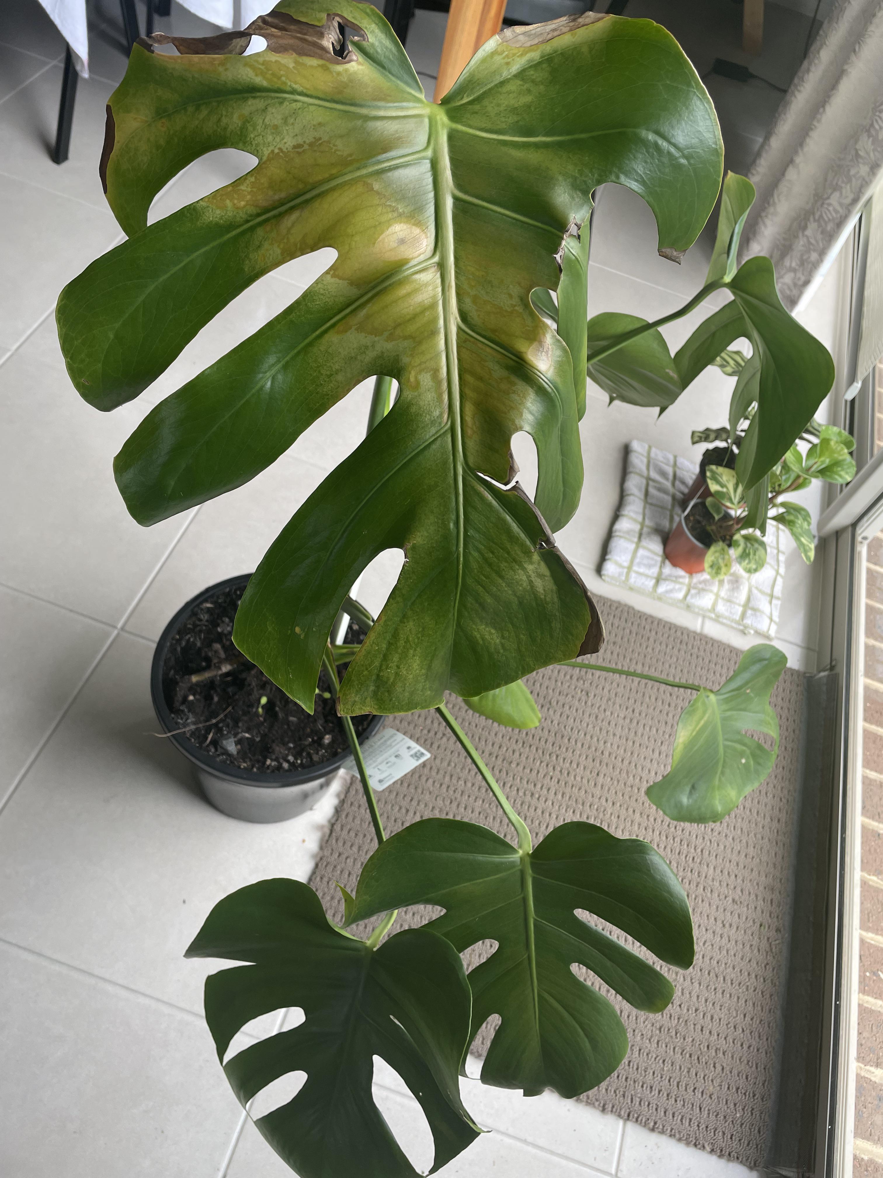 Yellowing monstera deliciosa, should I cut that leaf? houseplants