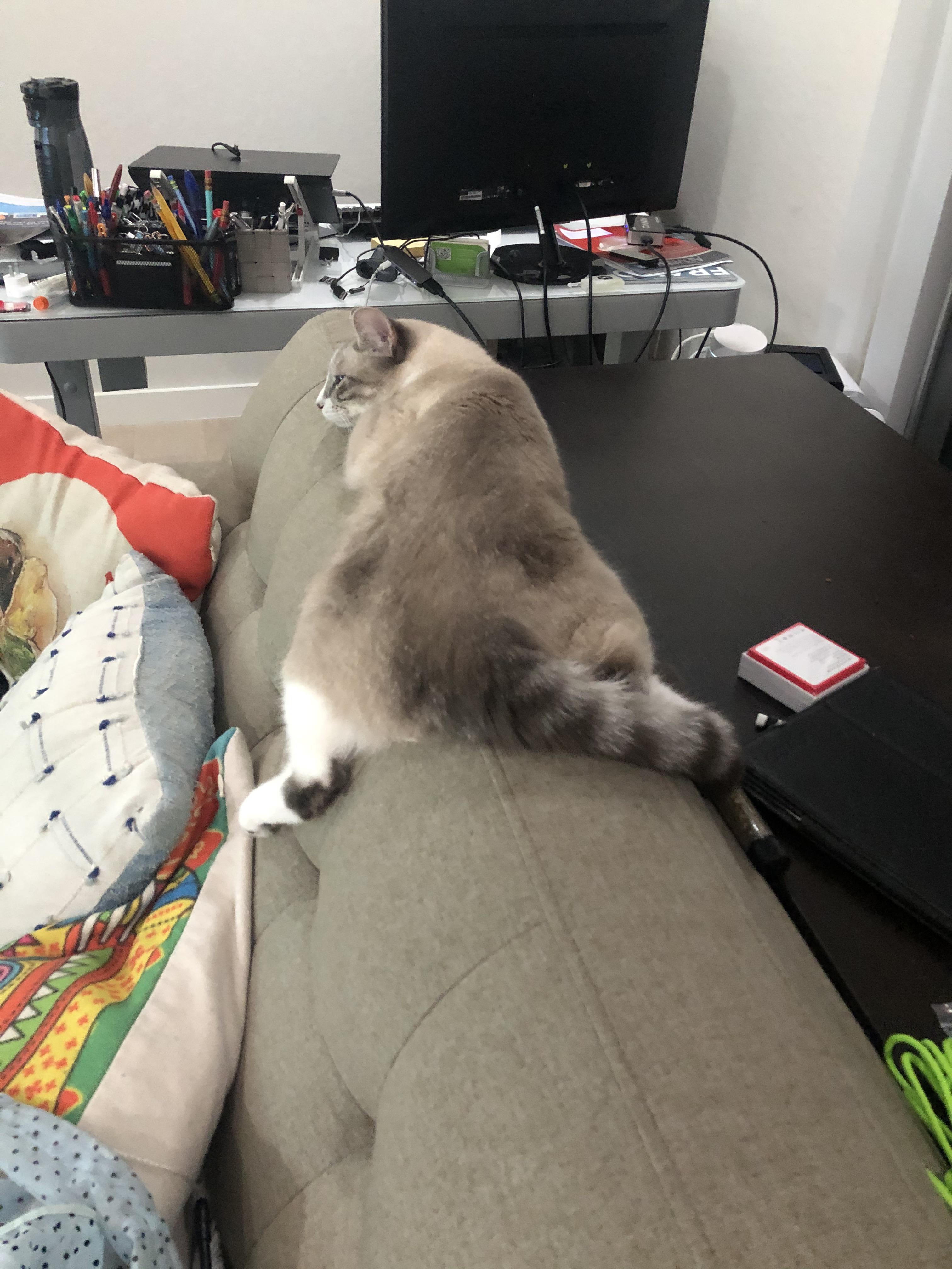 My cat looks like a raccoon r/cats