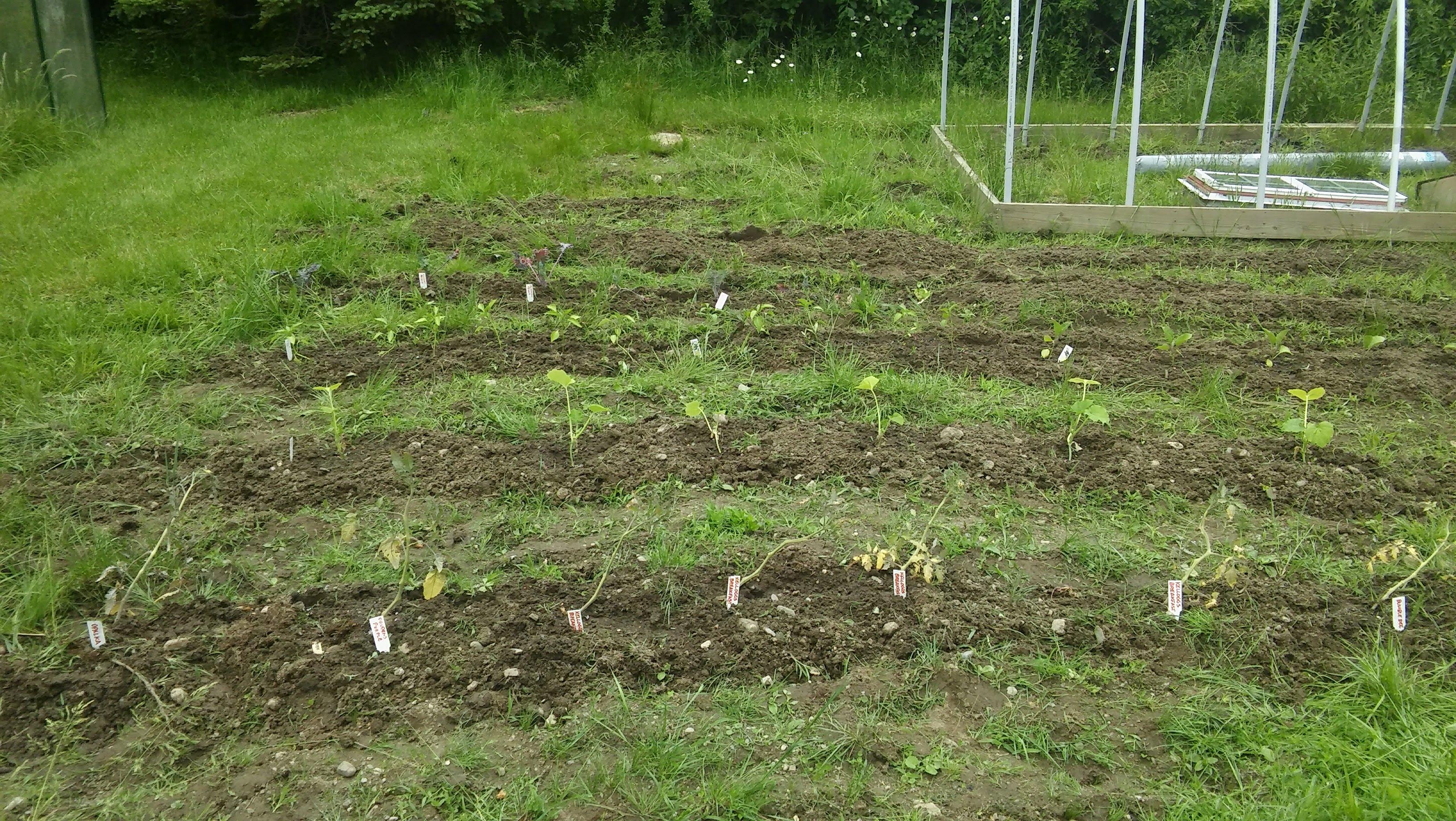 Got the veggies planted! Homesteading