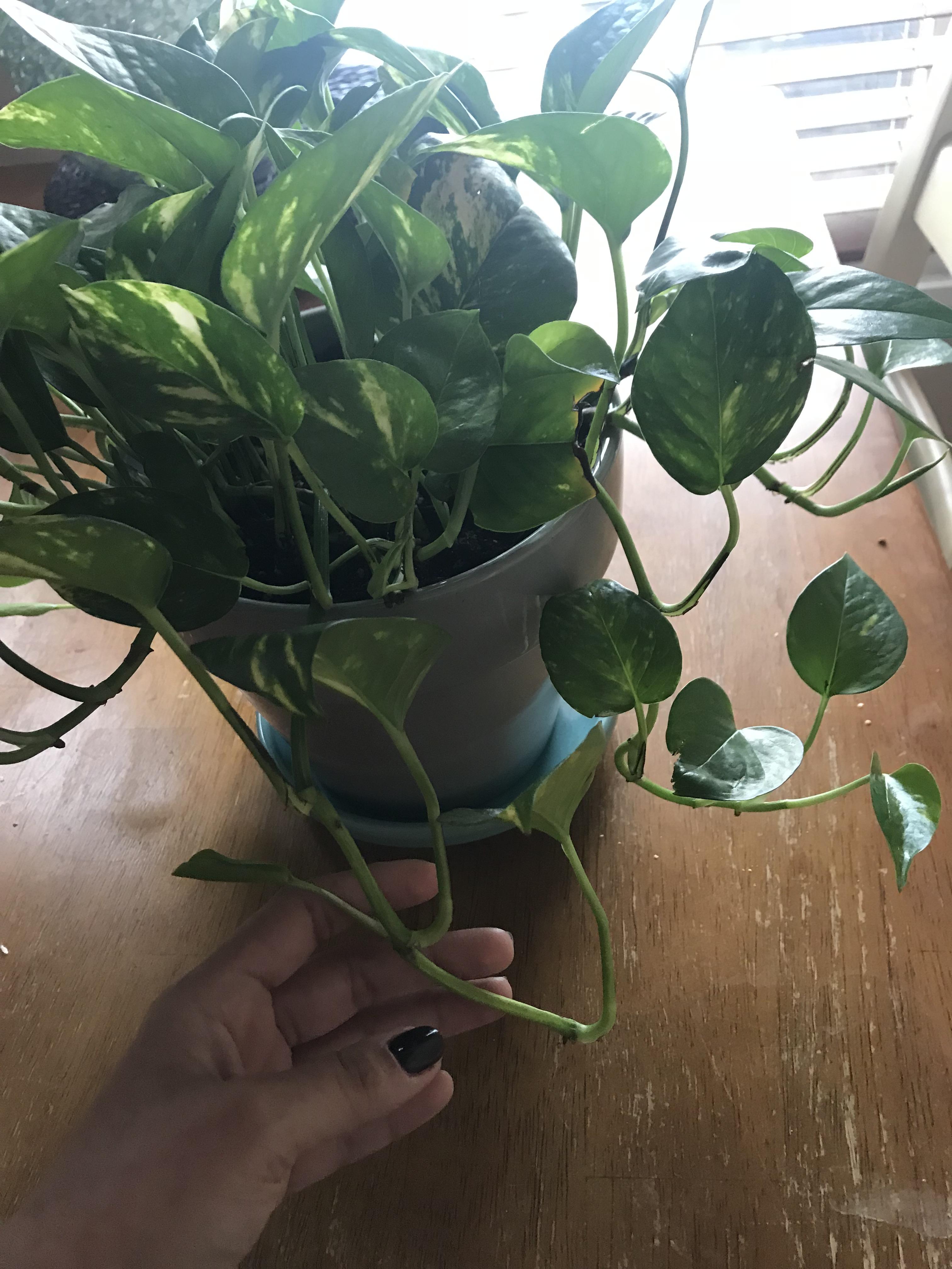 Why is my pothos growing upwards? r/houseplants