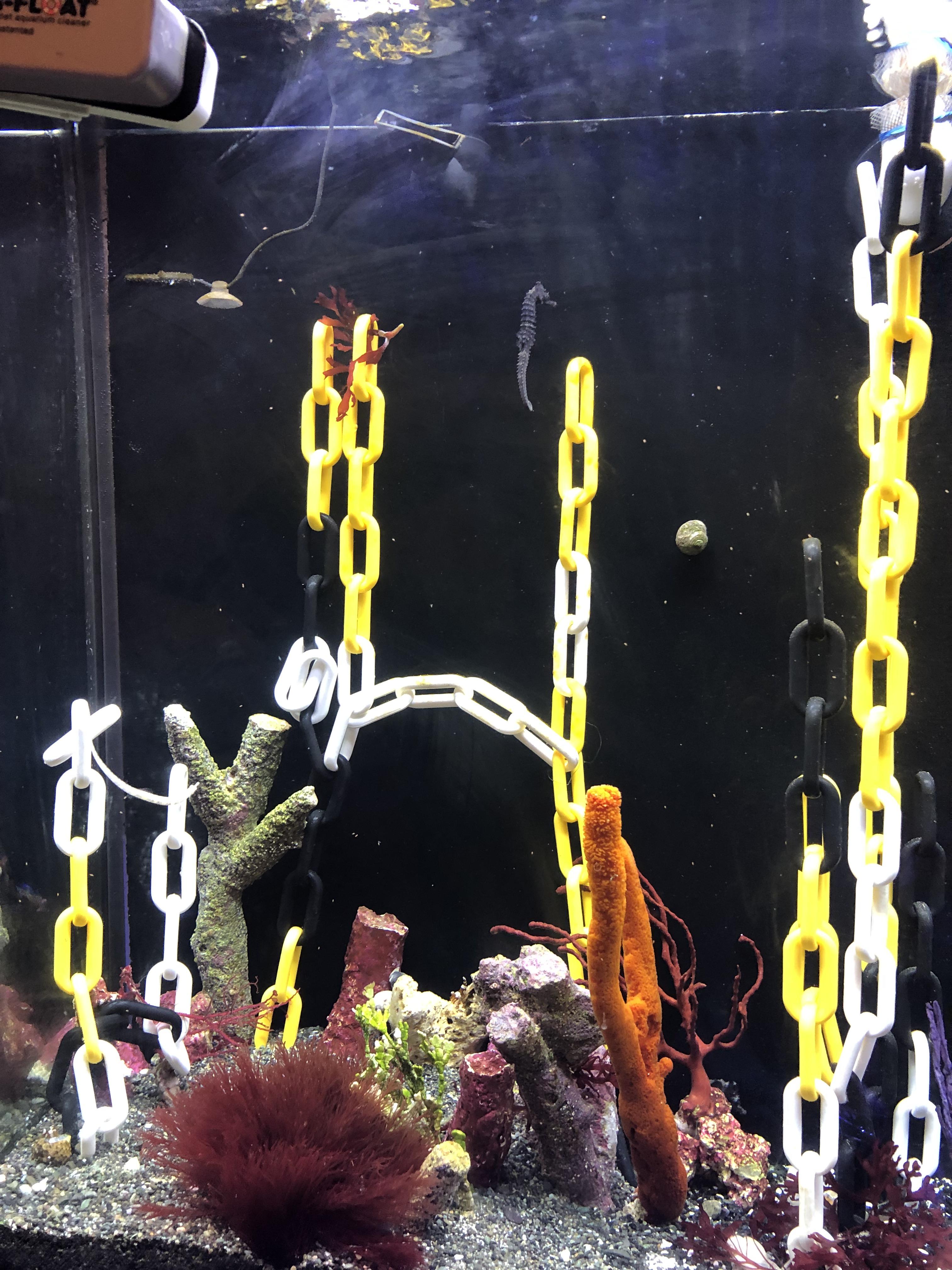 Seahorse tank doing well! Seahorses