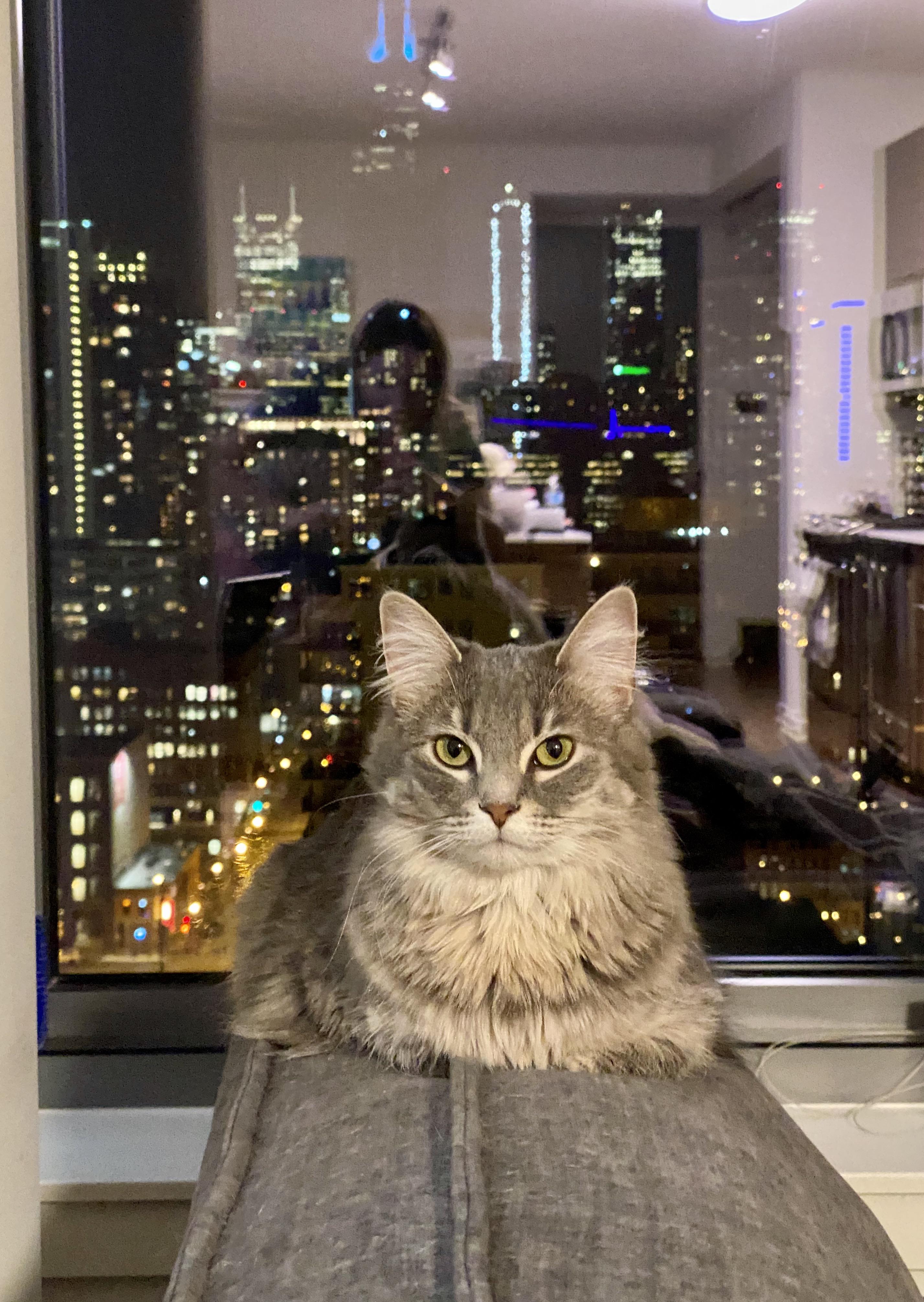 City kitty 🌃 r/cats