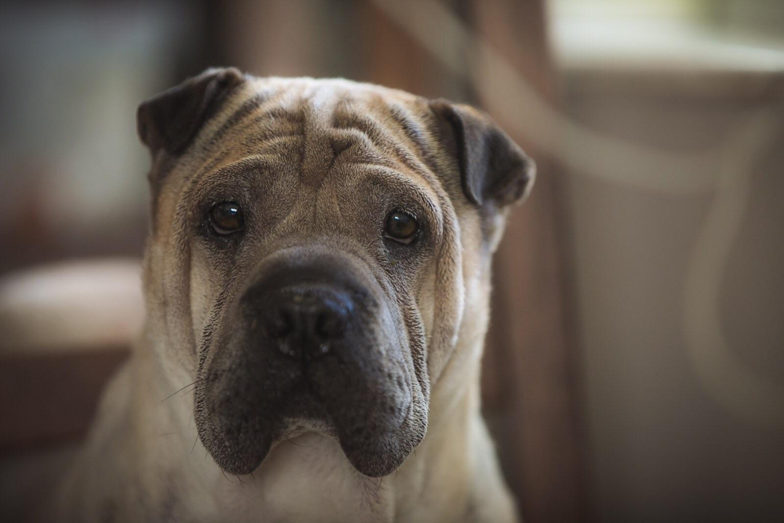 This is Ace! He turns 8 today. Shar pei pug mix aww