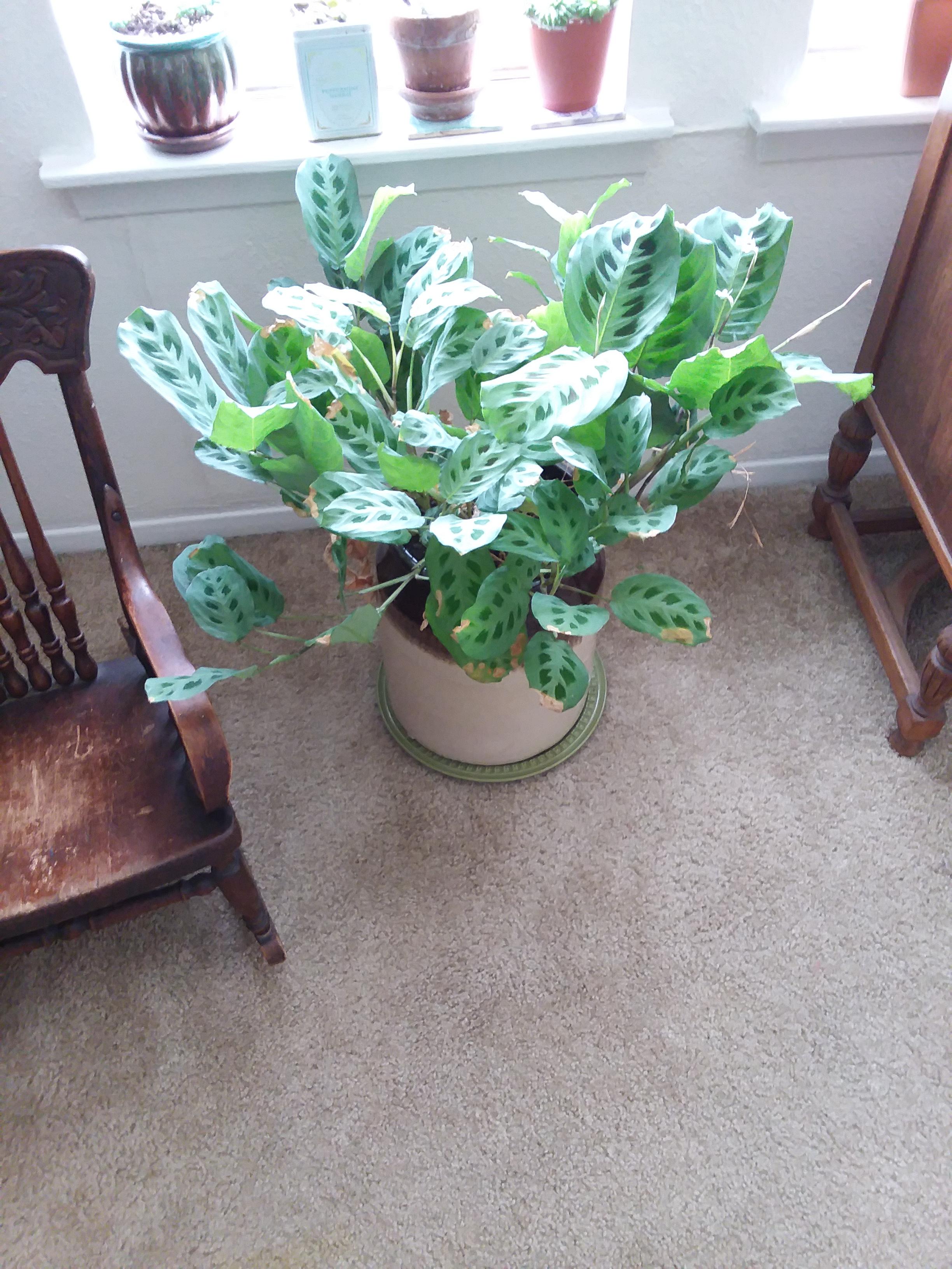 My prayer plant is flourishing!! r/houseplants