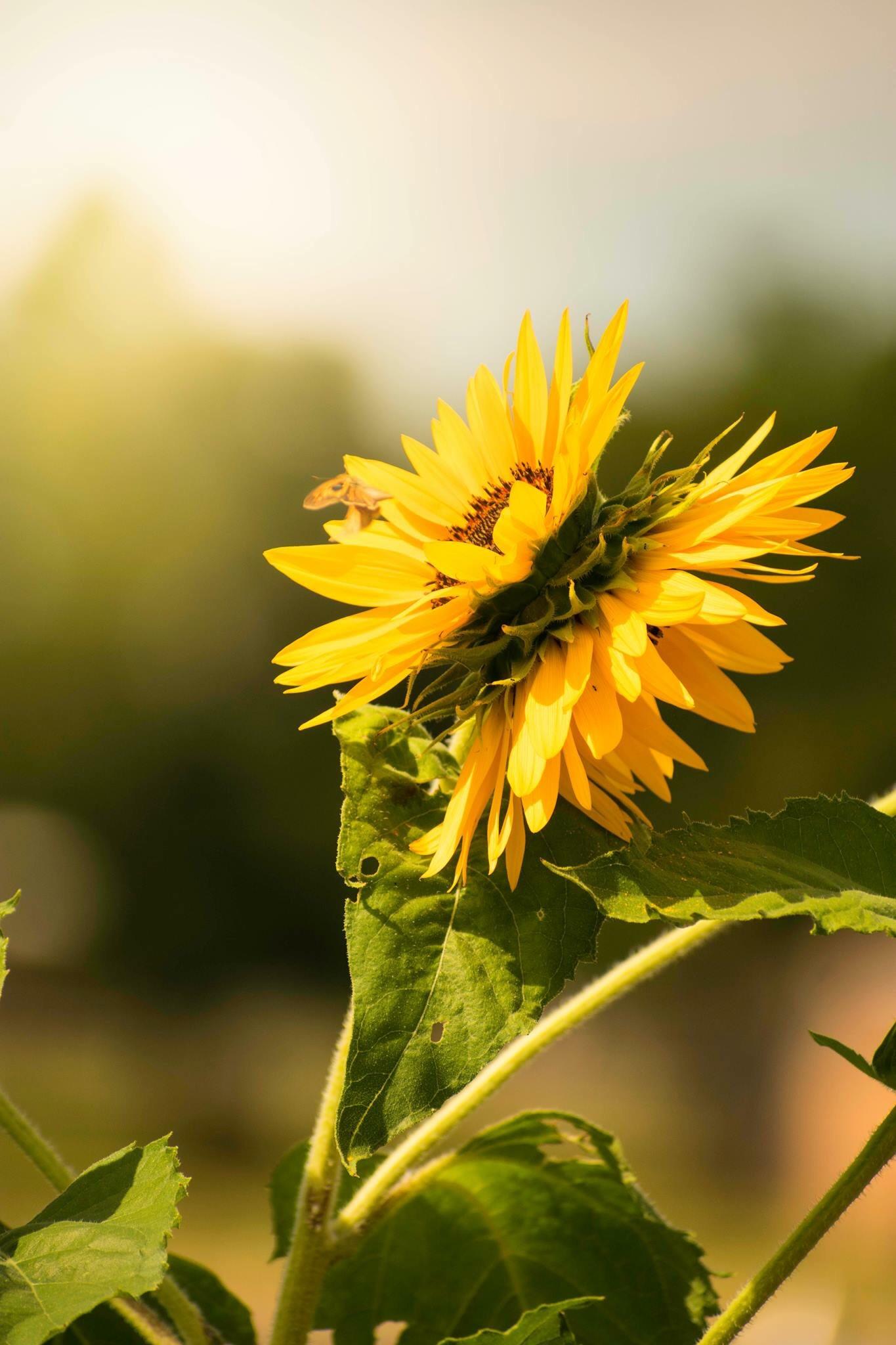Double sided sunflower bloom! 🌼 r/gardening