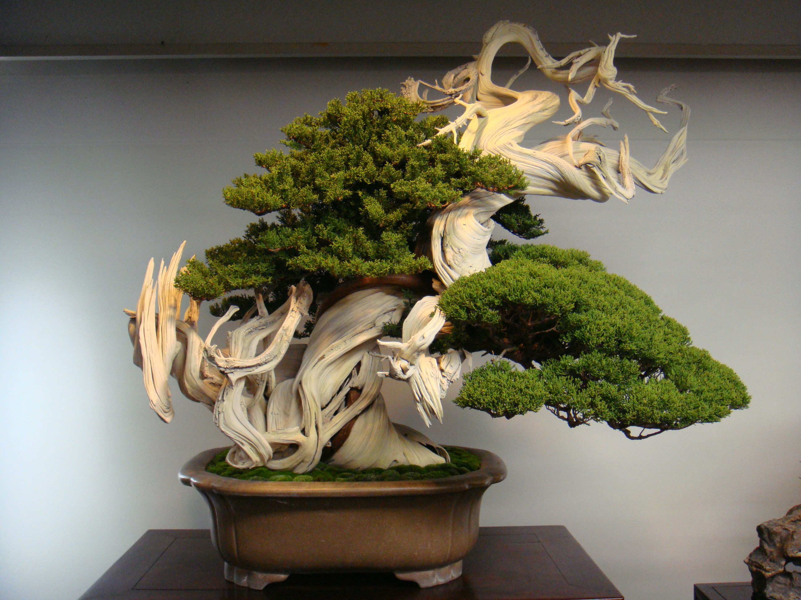 800 year old bonsai r/Bonsai