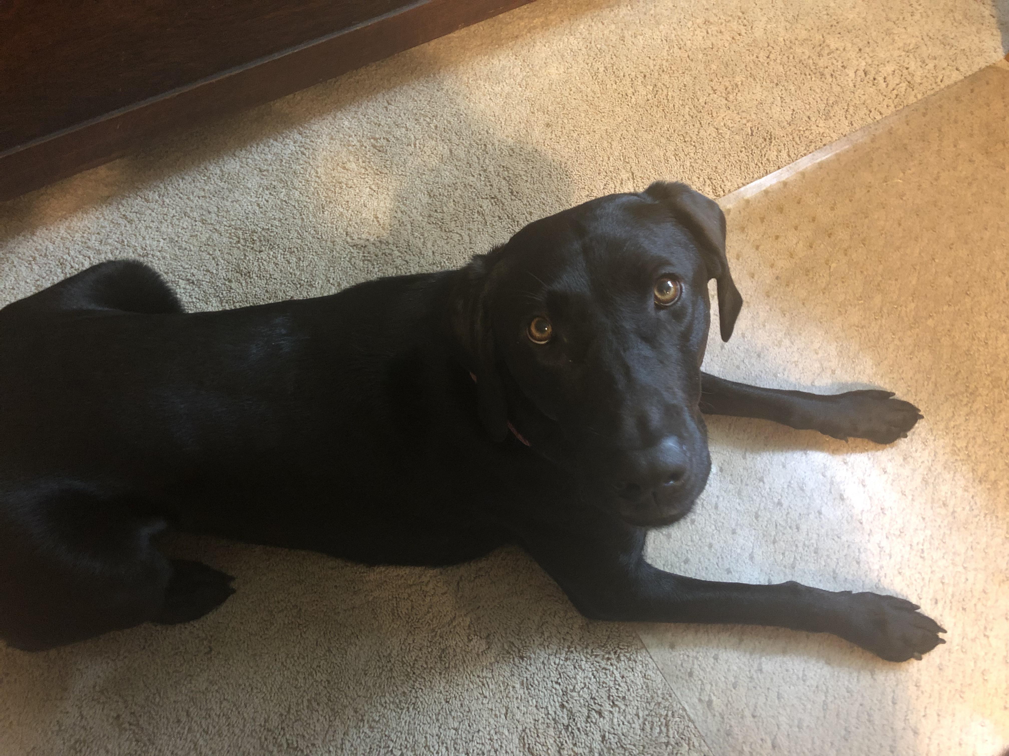 My 2 year old Black Labrador r/puppies