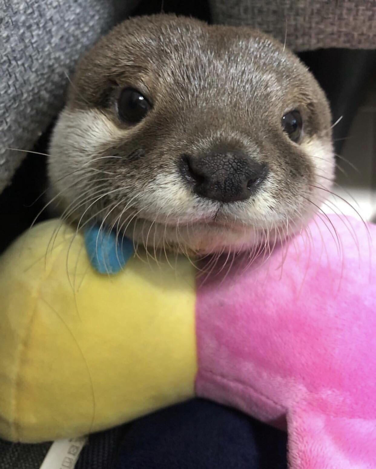 Cute otter r/Otters