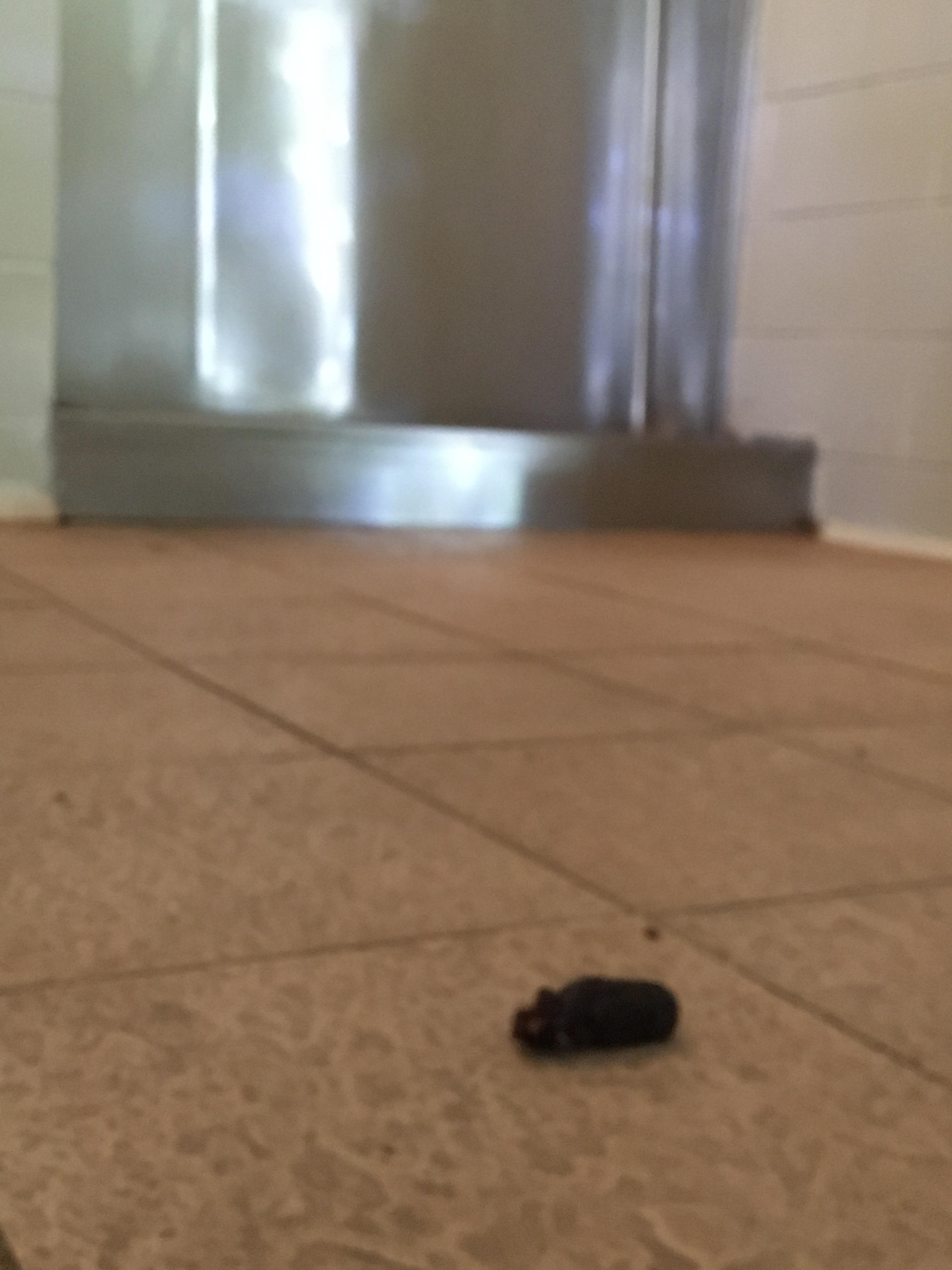 Human Poop On The Floor