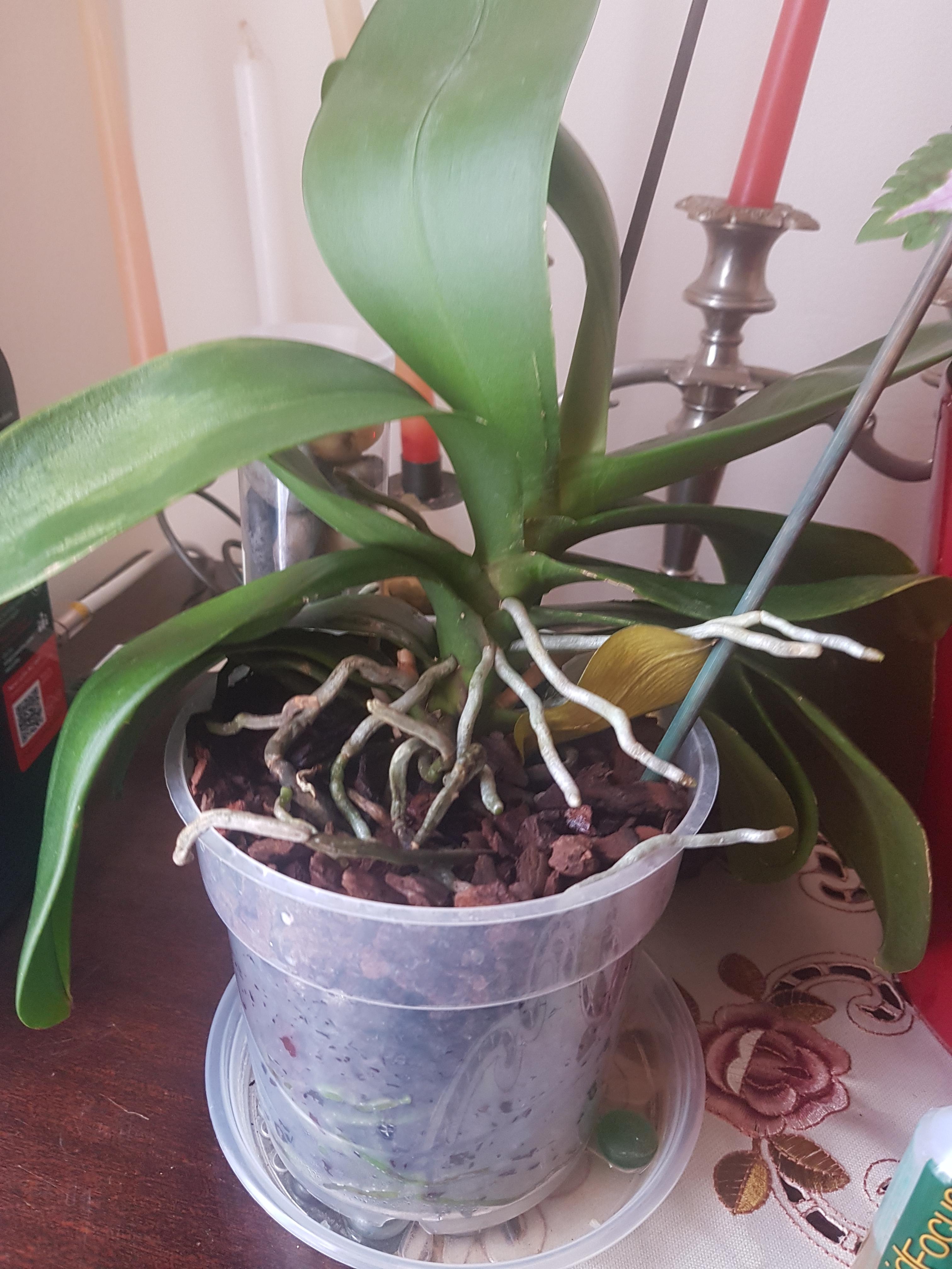 Should I repot my orchid? Thanks. r/orchids