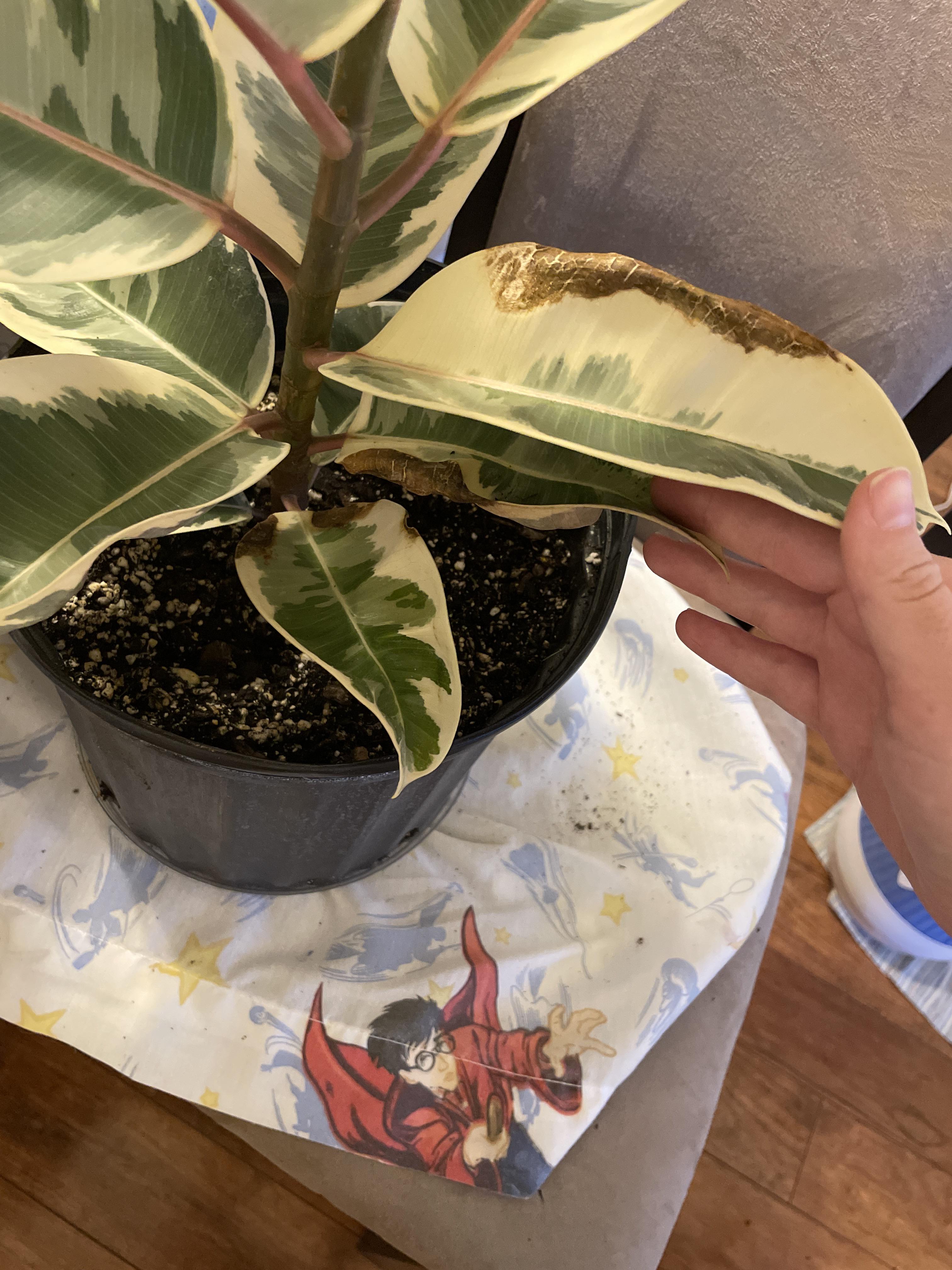 Rubber plant brown edges r/plantclinic
