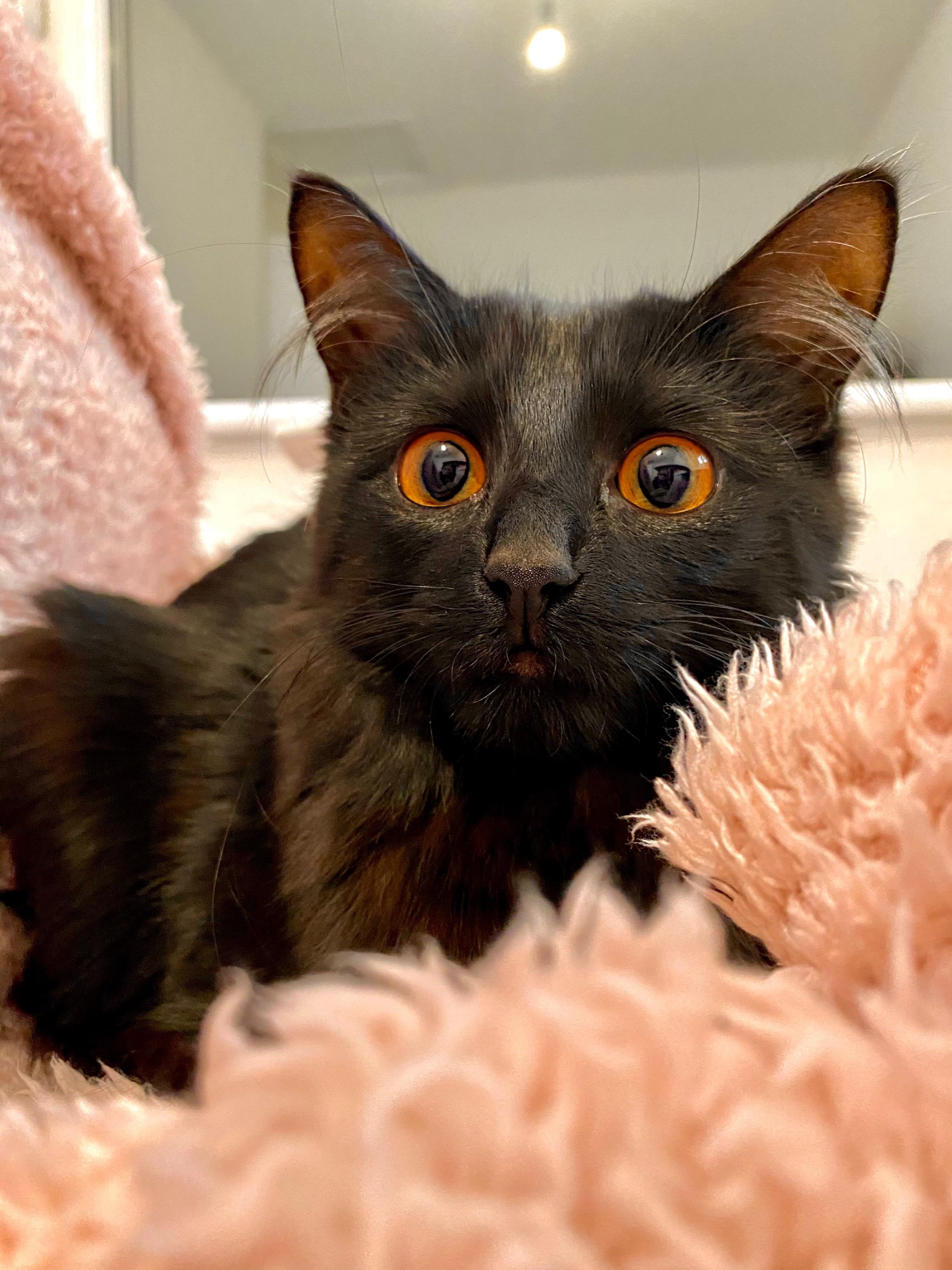 1014 best u/cutepowerlegs images on Pholder | U Cute Power Legs, Pussy