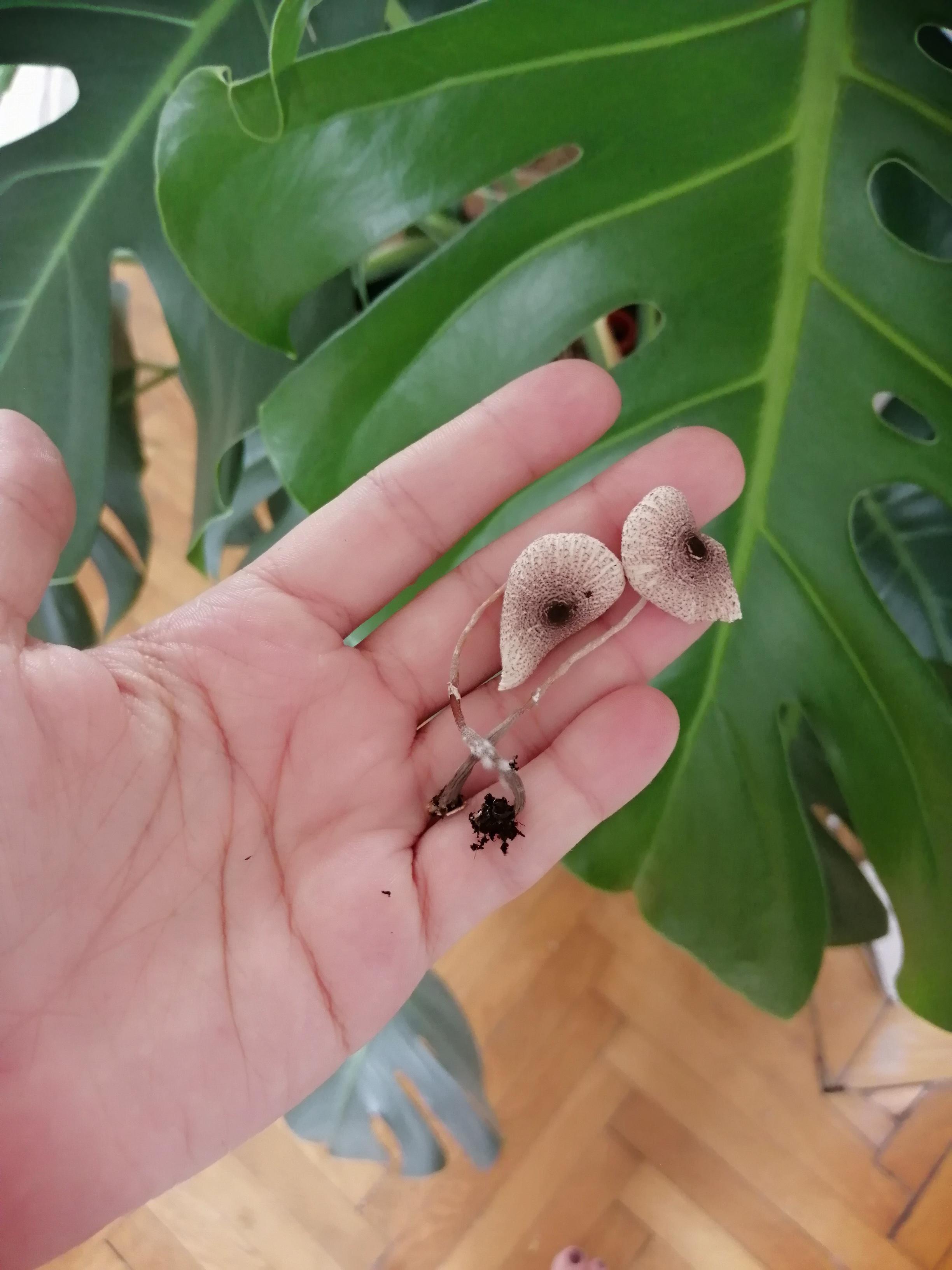 There are mushrooms growing in the soil of my strictly indoors monstera