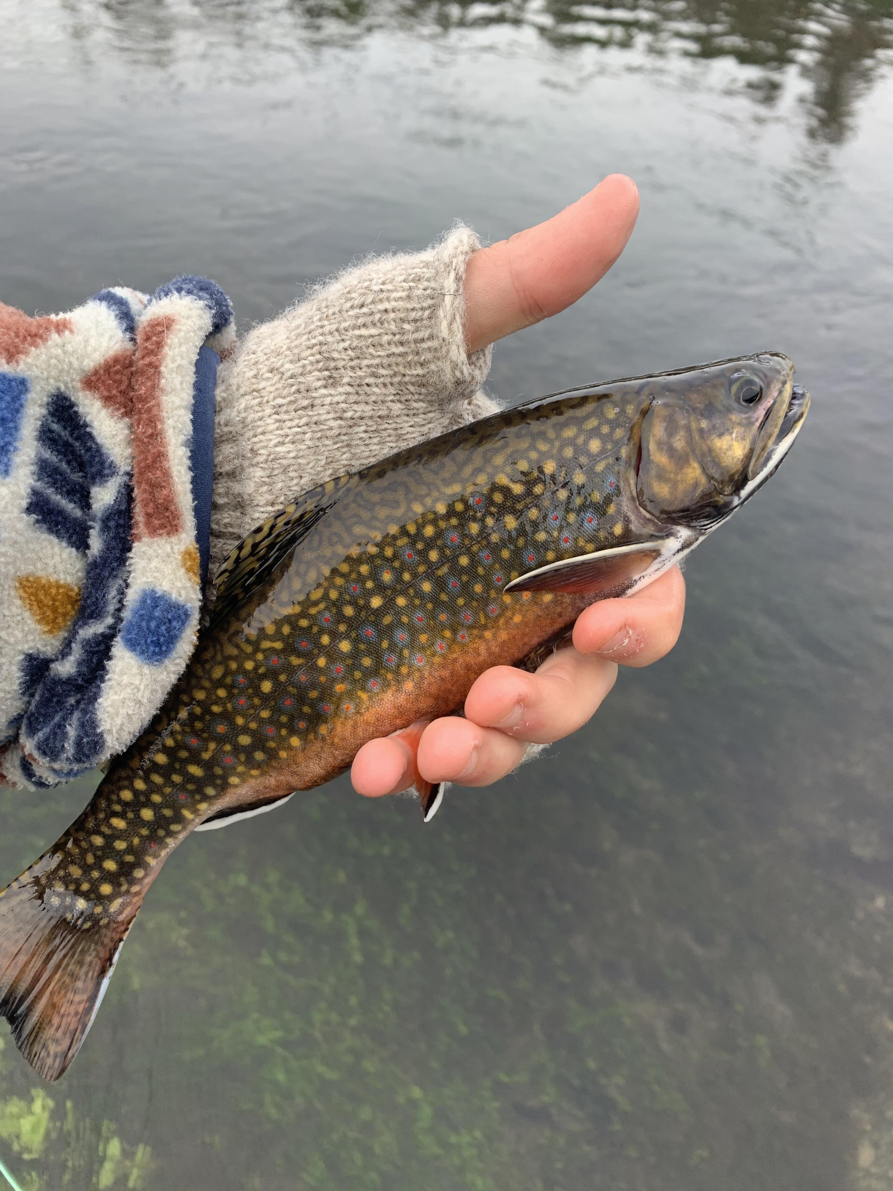 Idaho brook trout r/flyfishing