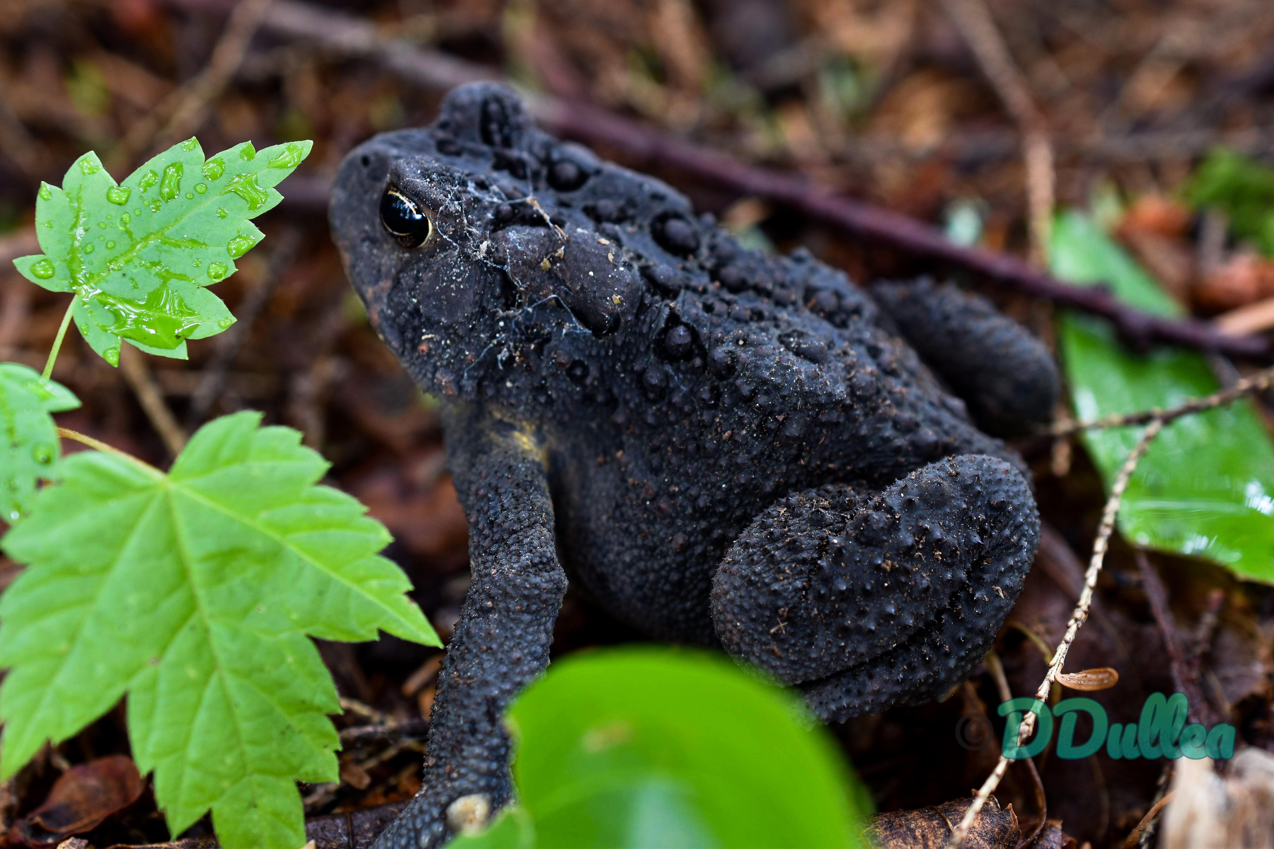 I love the wide range of color variation in American Toads. Here's a
