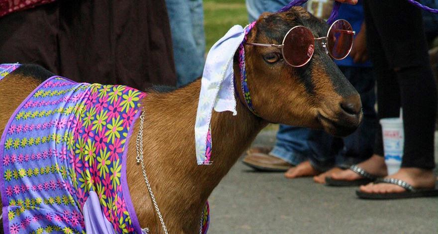 goat festival 2023 arkansas Arkansas has an annual goat festival funny